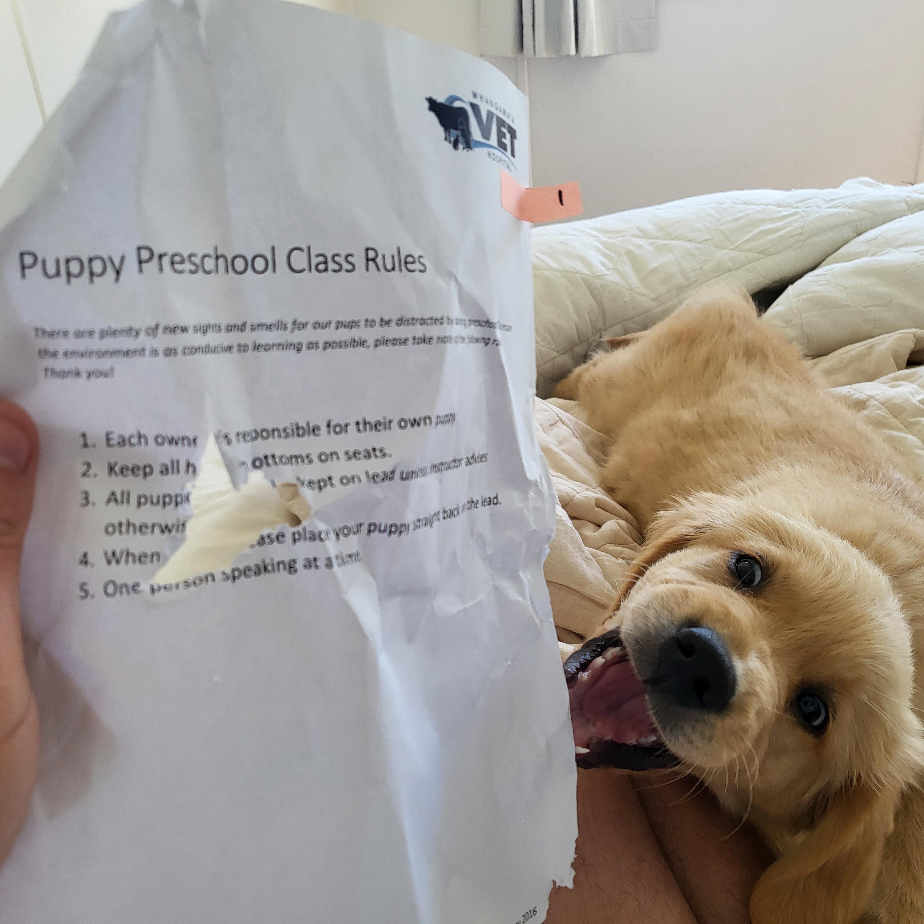 Help my puppy ate my homework r/onegoldenbraincell