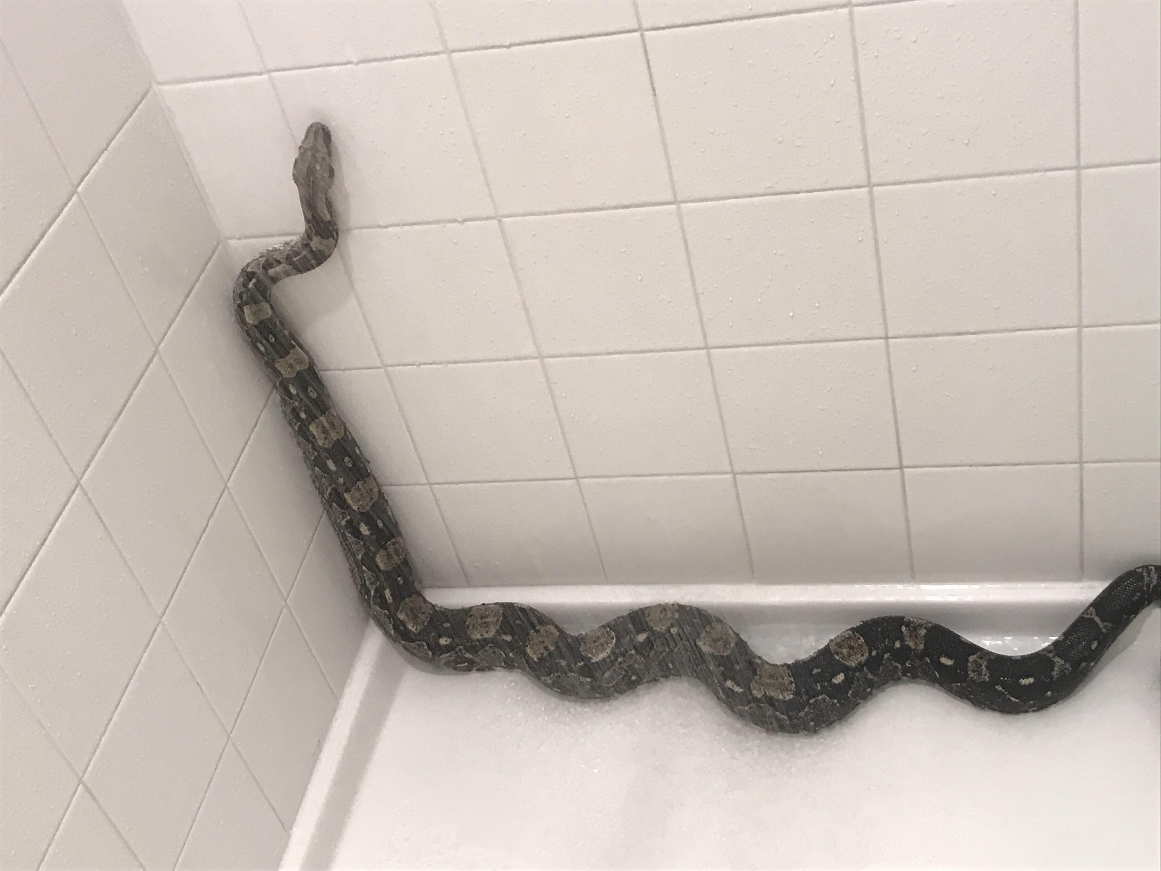 There’s a Snake in my... shower? r/snakes