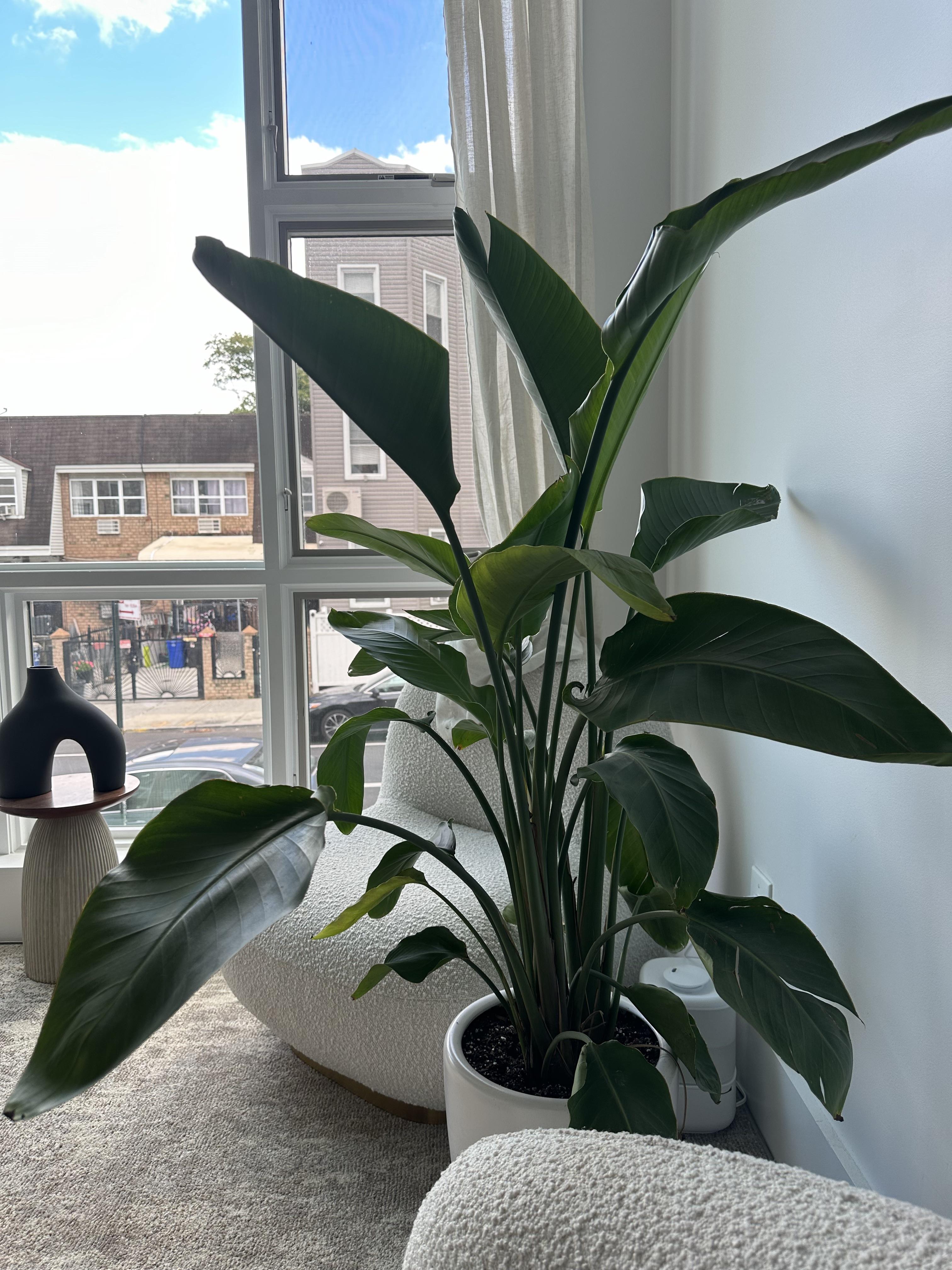 Not sure why plant is dying r/plantclinic