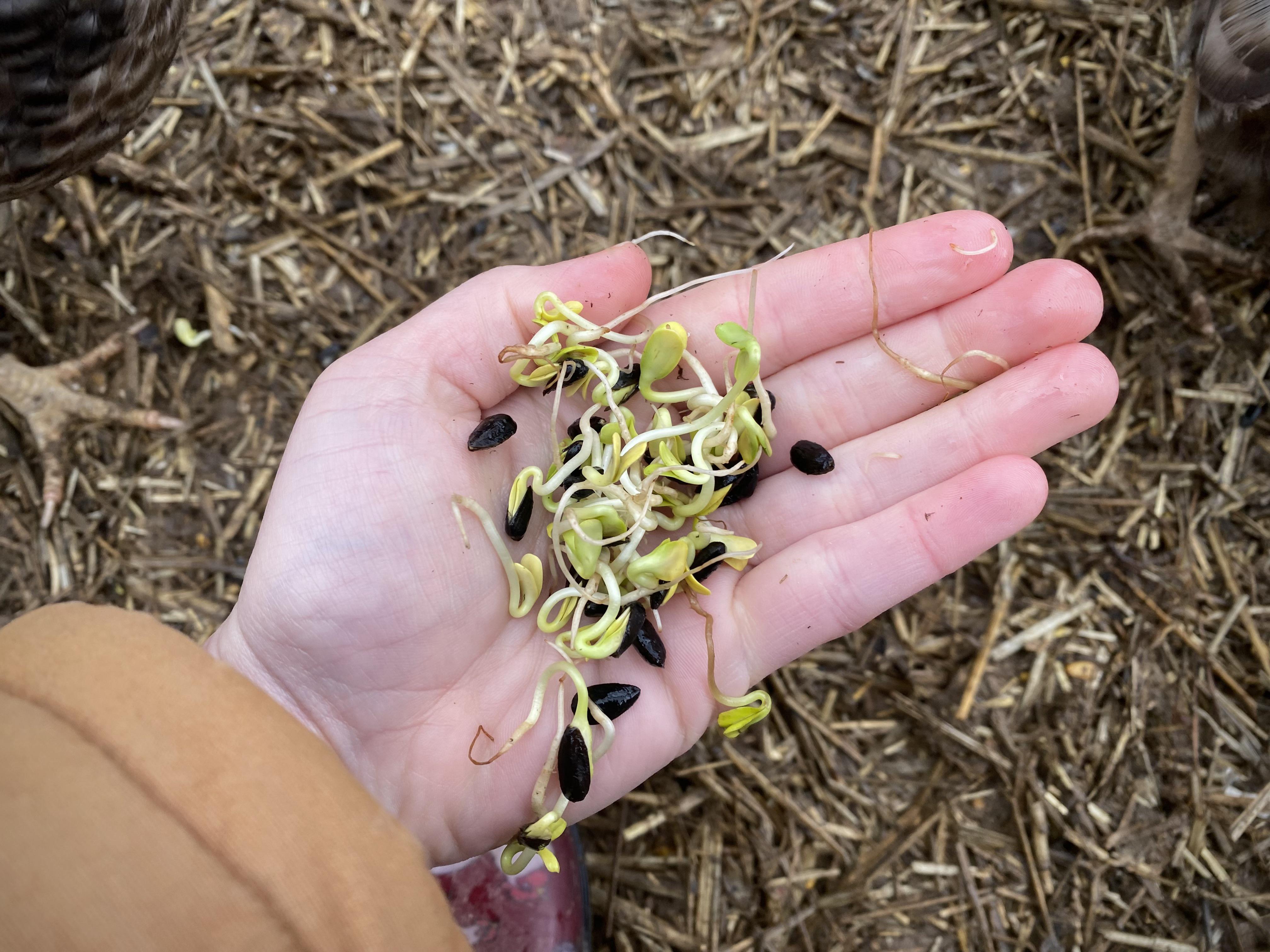 I made sunflower sprouts for the first time.. The girls absolutely