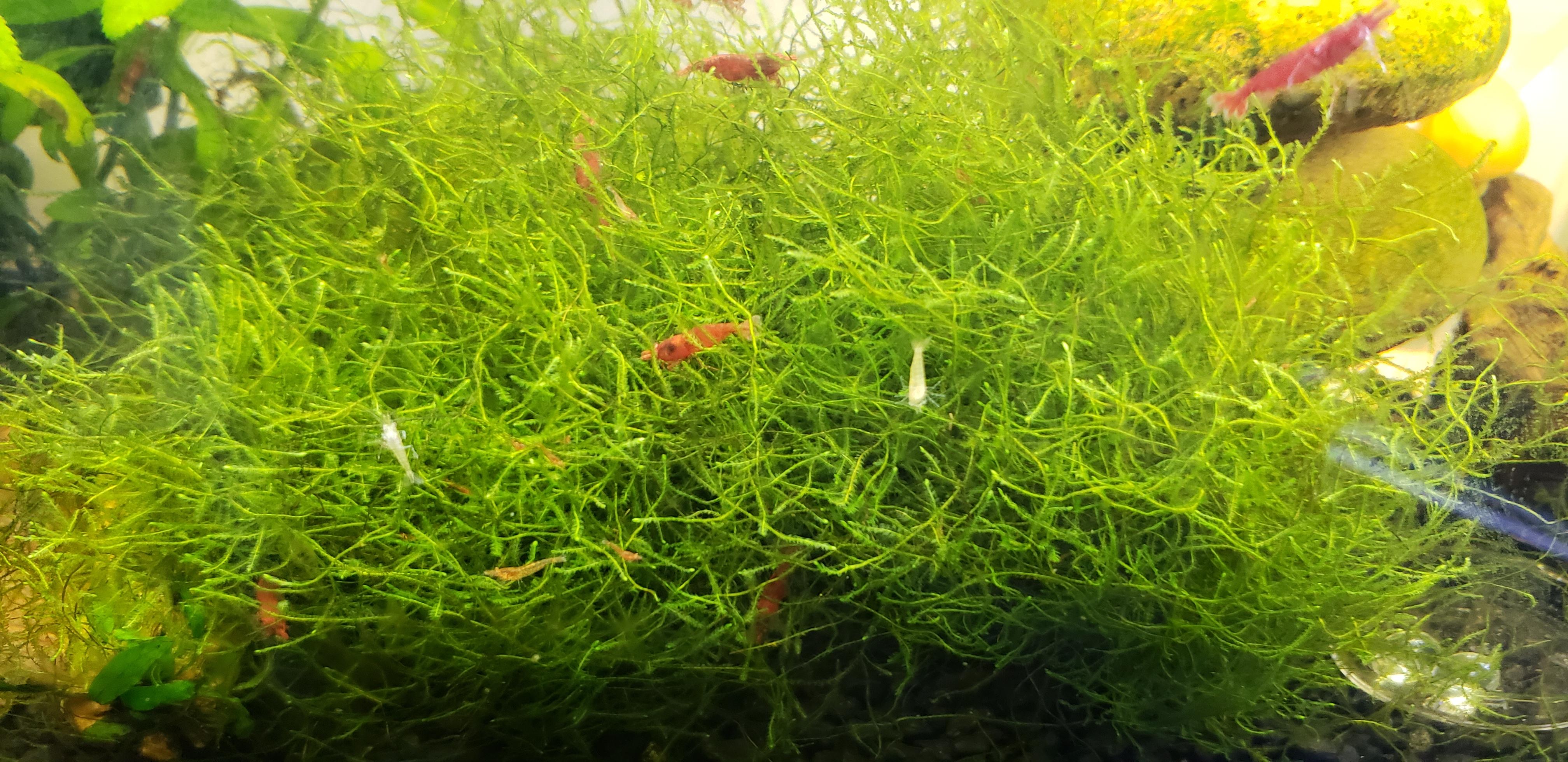How many baby shrimp do you see? 😍😍 r/shrimptank