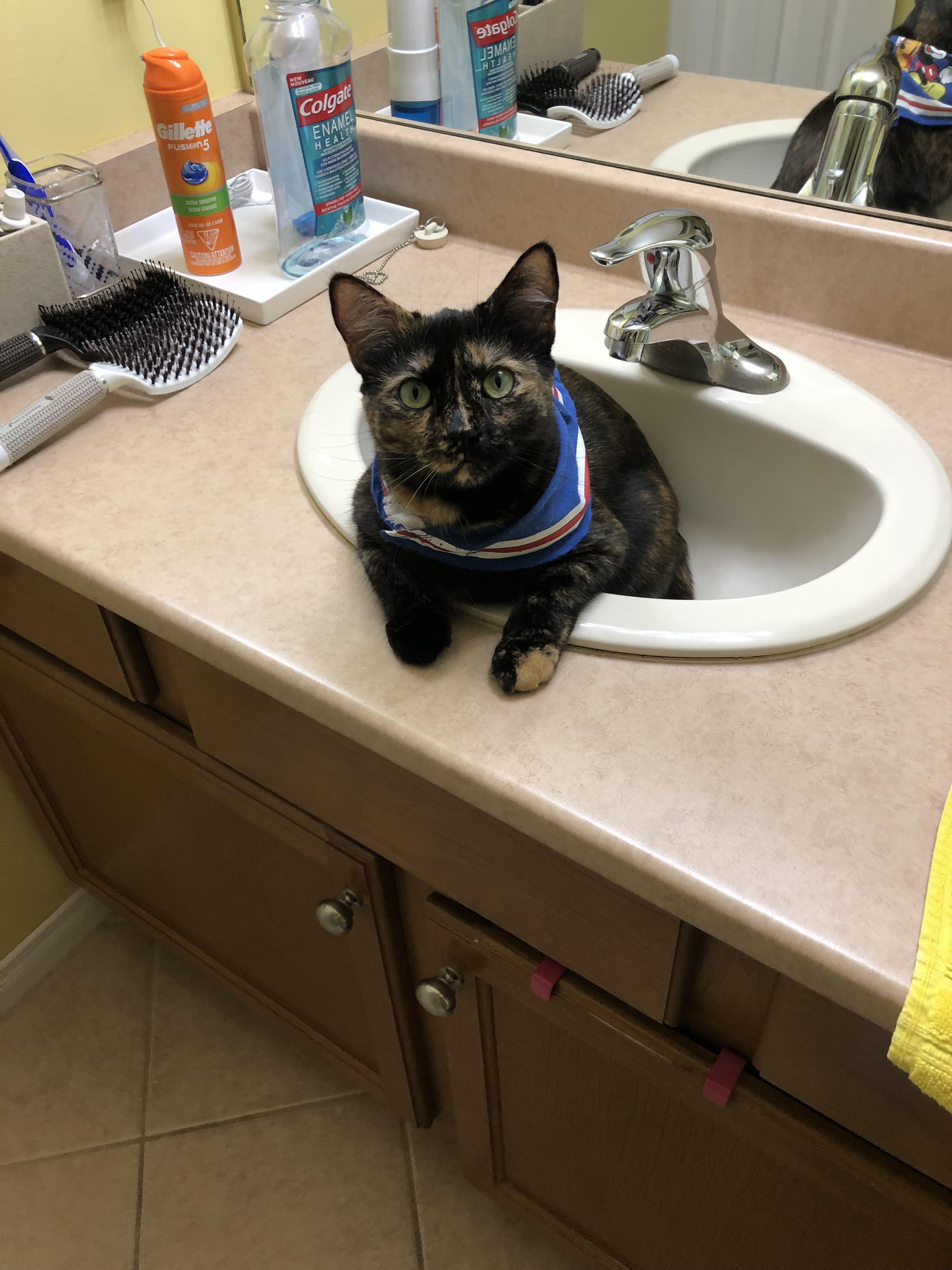 Found my cat in the bathroom r/cats