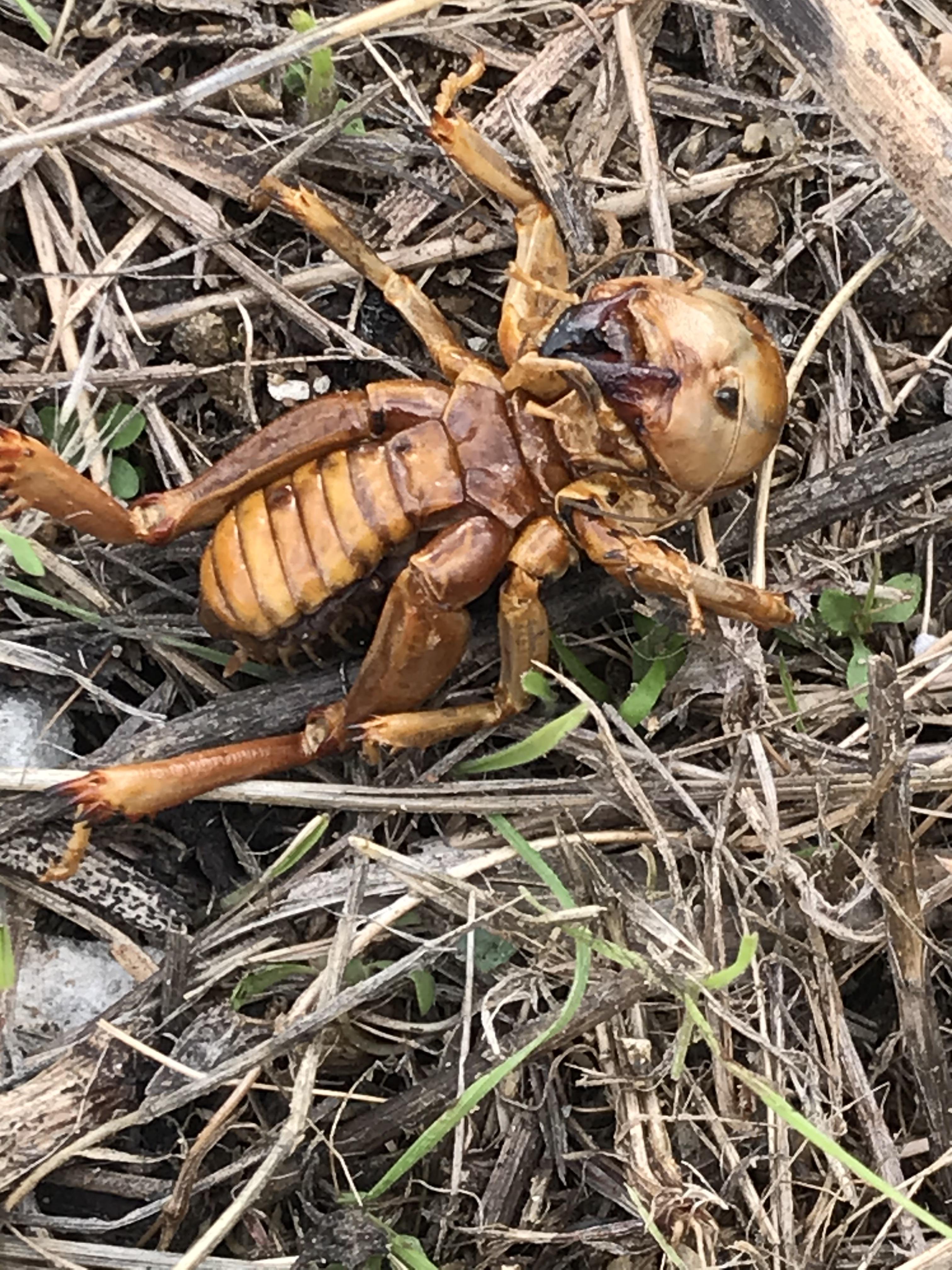 What is this bug found in Southern California? r/whatsthisbug