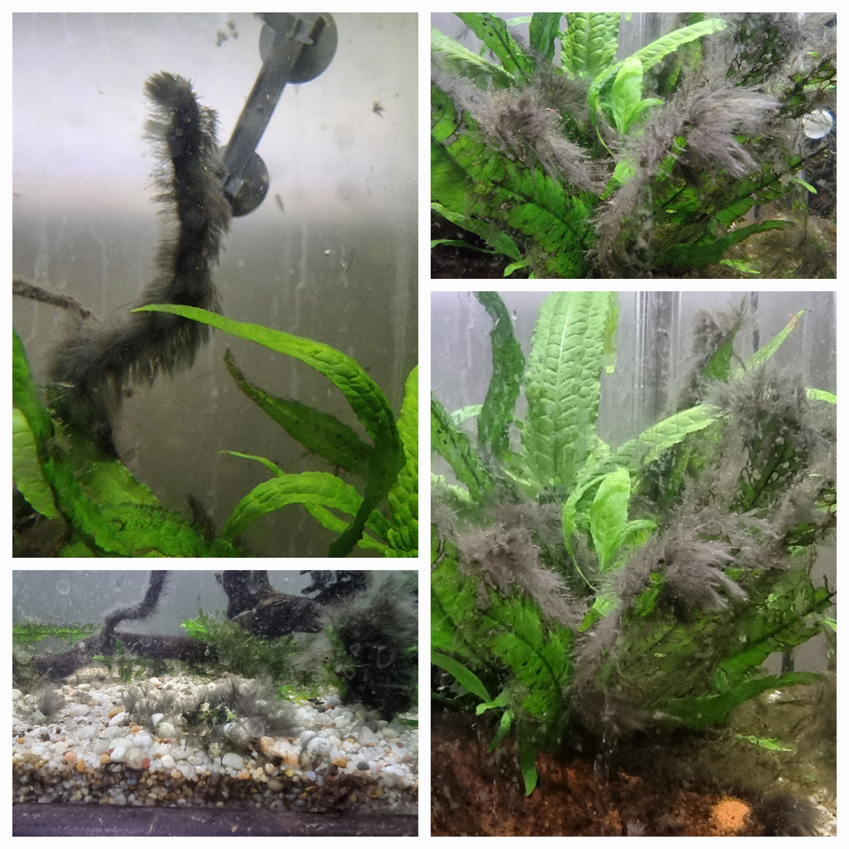 black hair algae how to full tank scrub down without having another