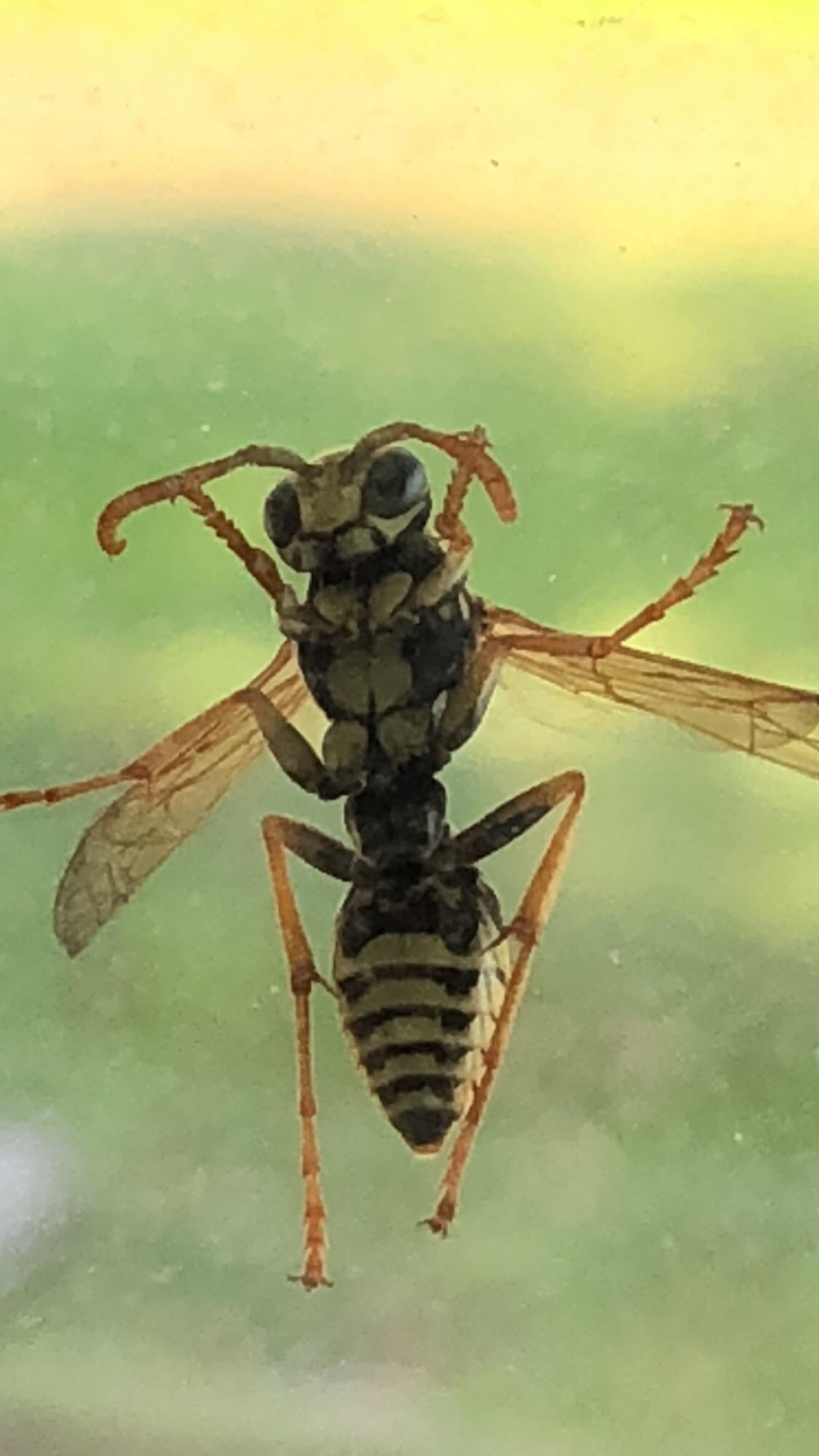 Just hangin with my new pet wasp r/mildlyinteresting