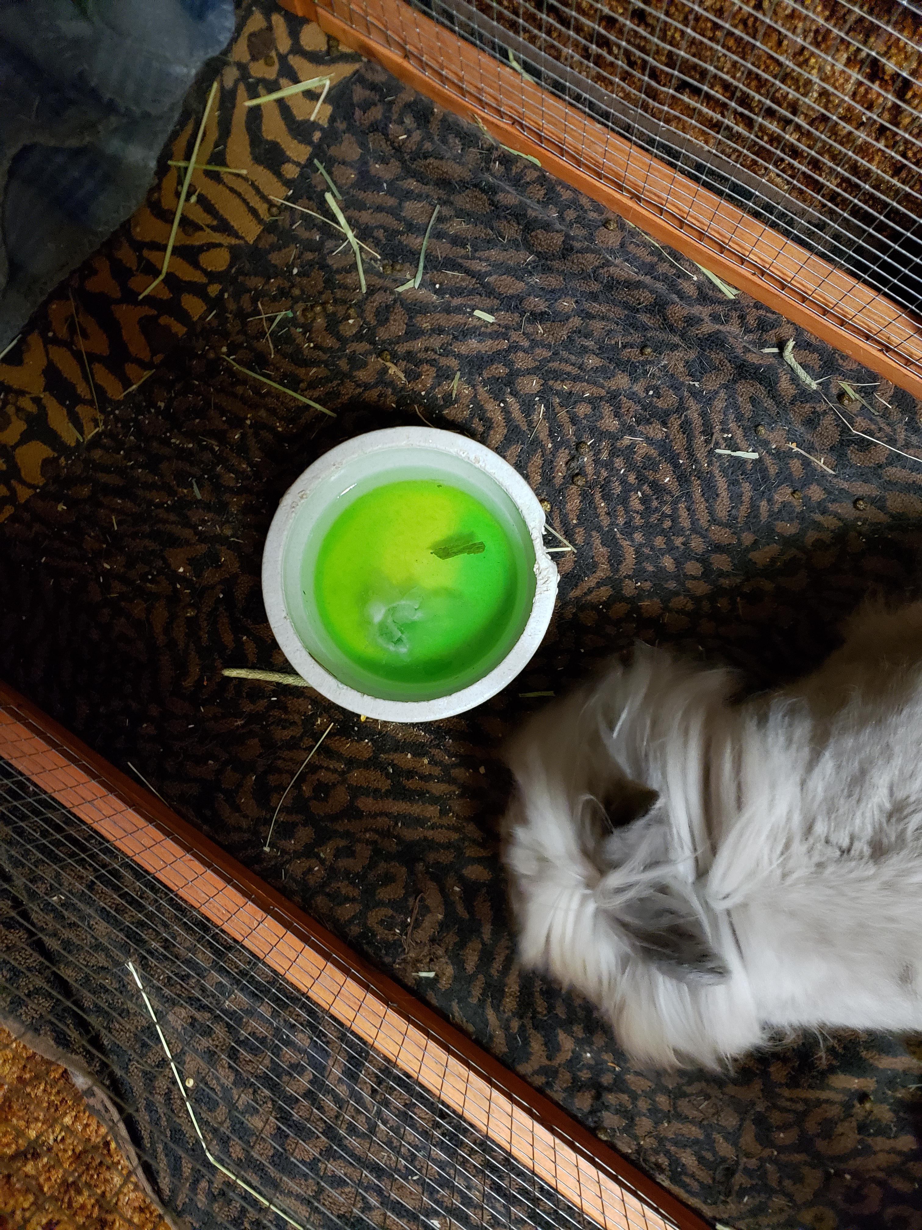 She keeps putting her green salt lick in her water dish while she's in