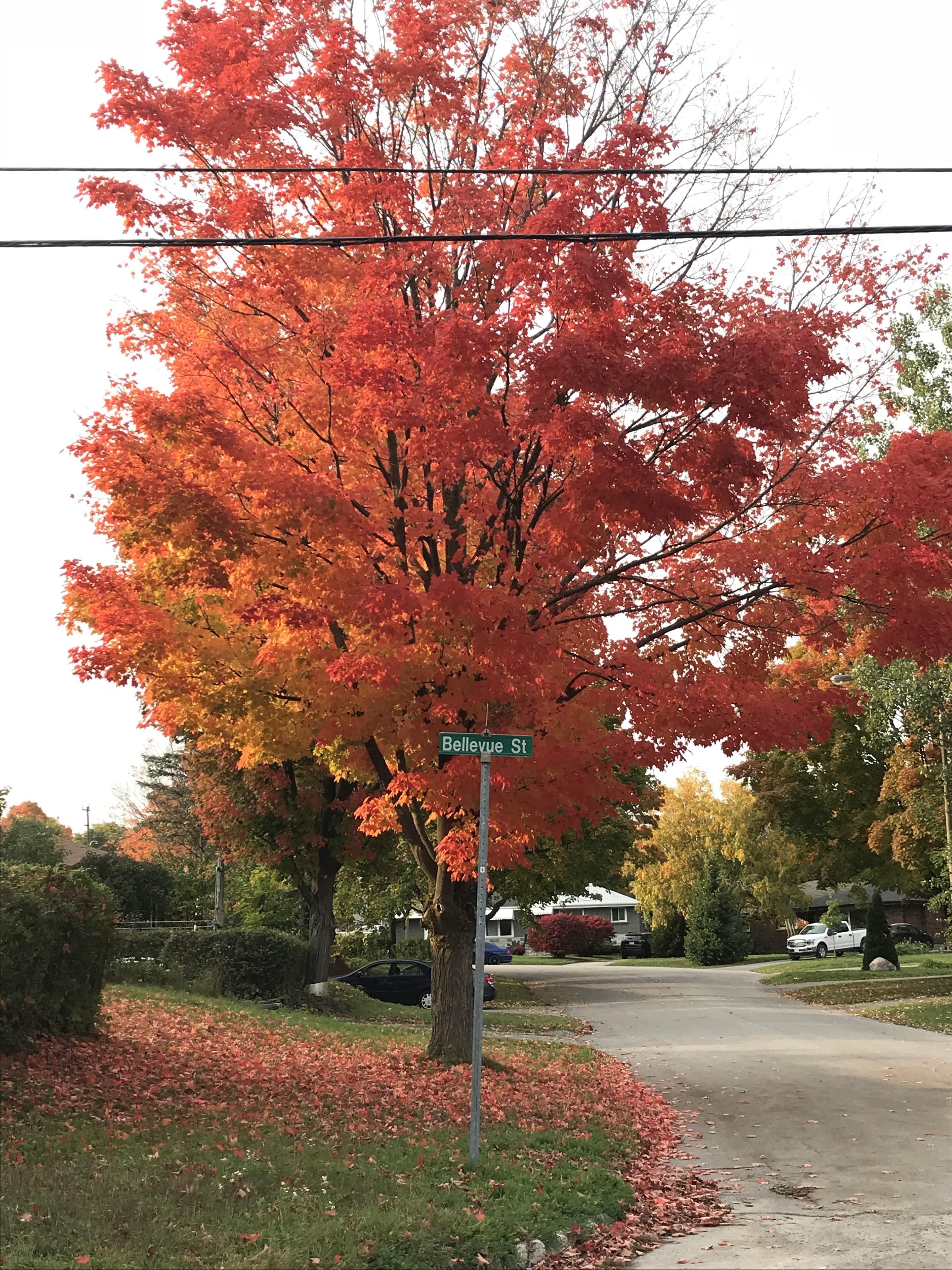 Just a filterfree fall tree in Peterborough, ON r/pics