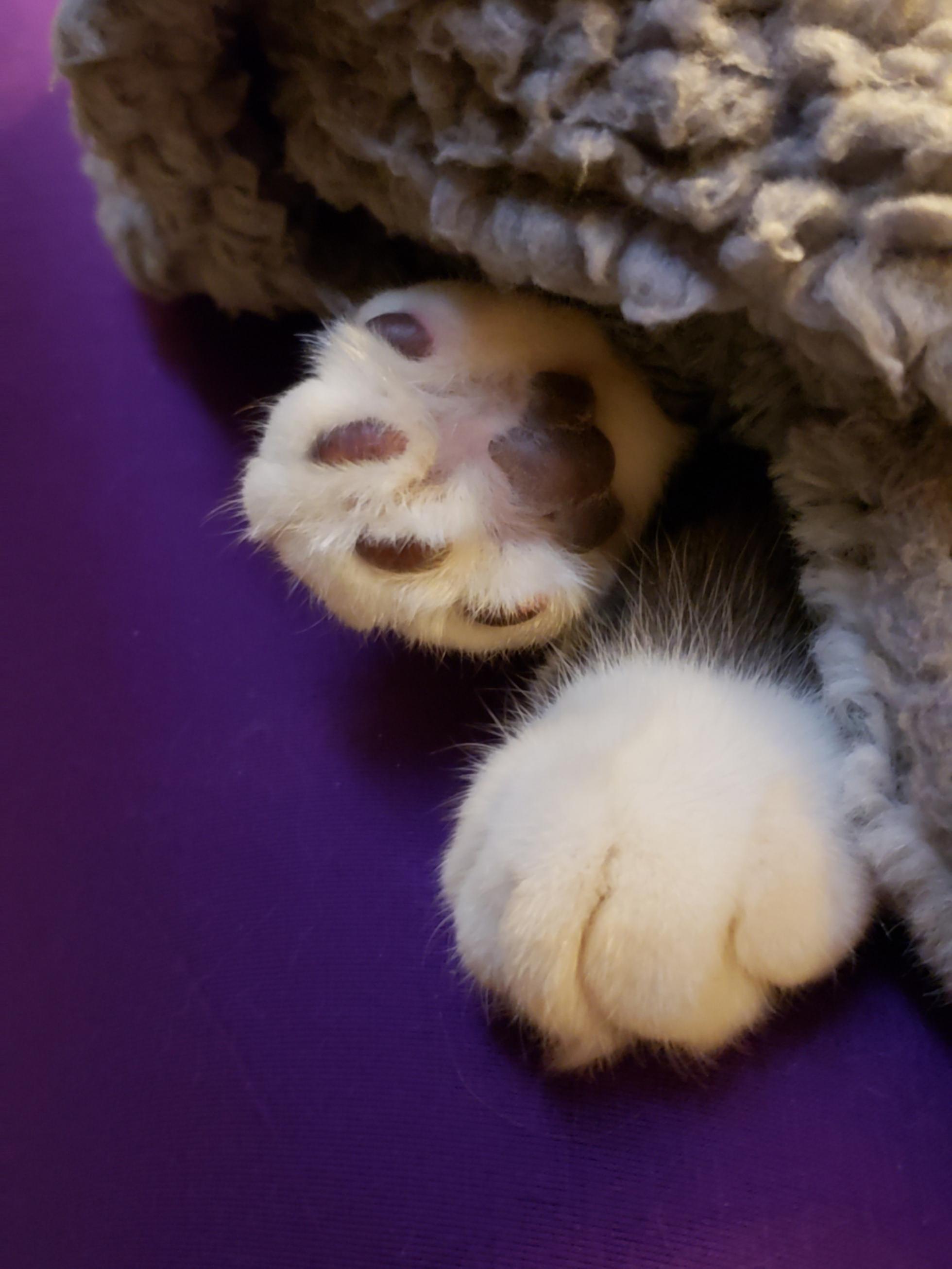 Moxie sleeping under the covers with her feet out. r/Paws