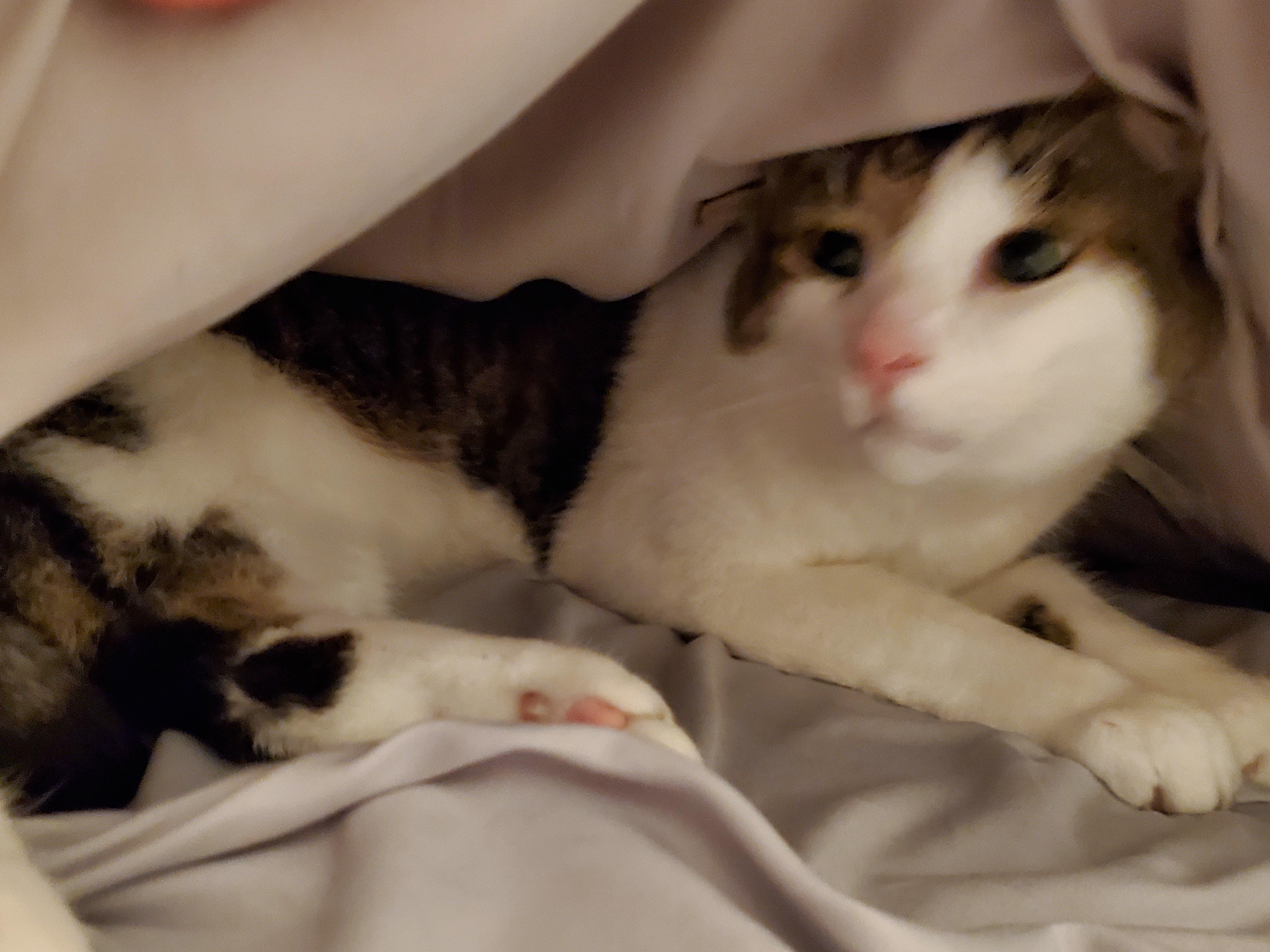 Tofu is afraid of strangers, and he hides under the blankets r/cats