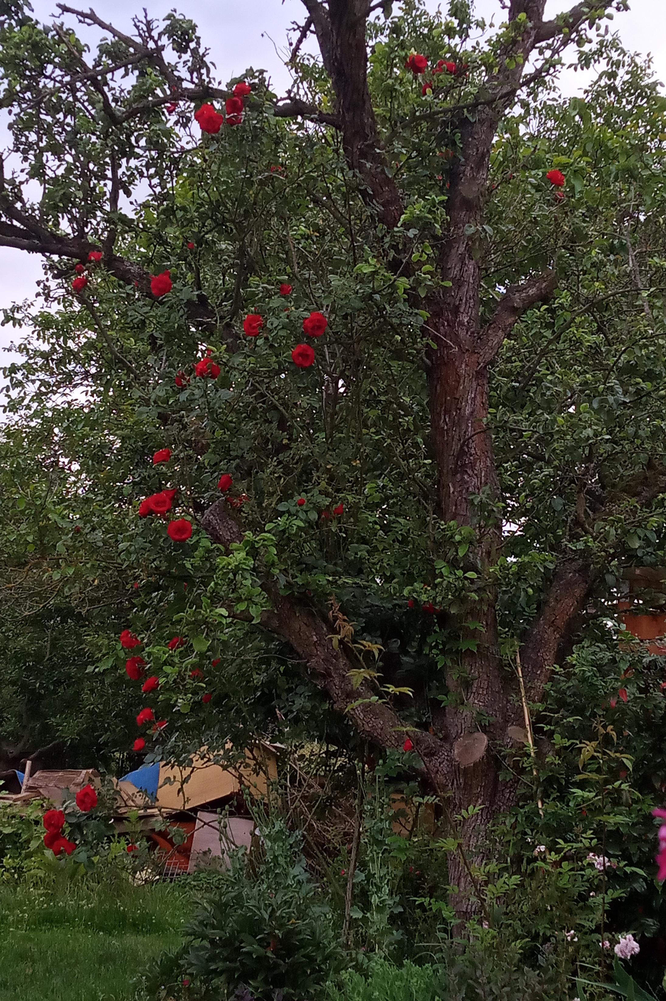 This old rambler rose is named Sympatie (Sympathy). The old pear tree