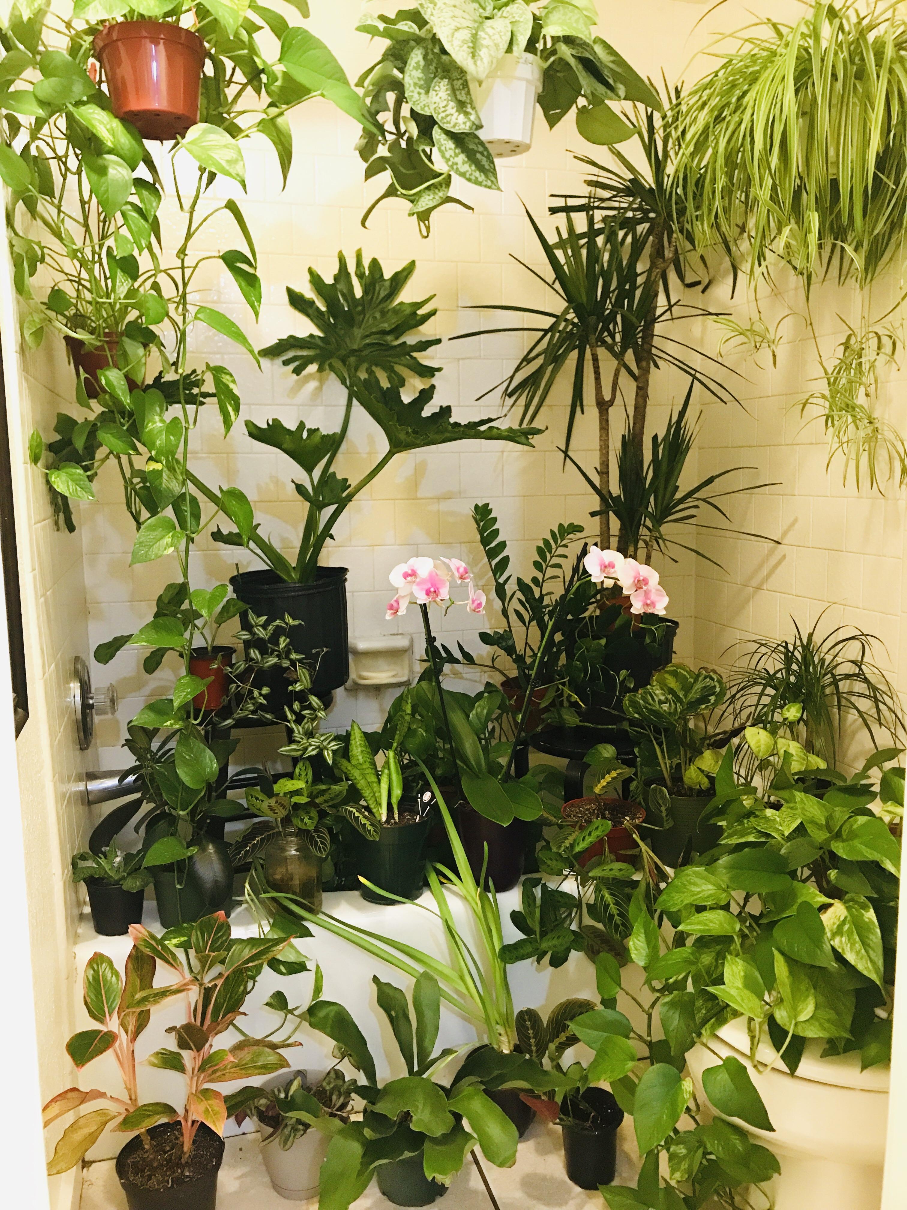 One year into a houseplant hobby [tropicals] r/houseplants