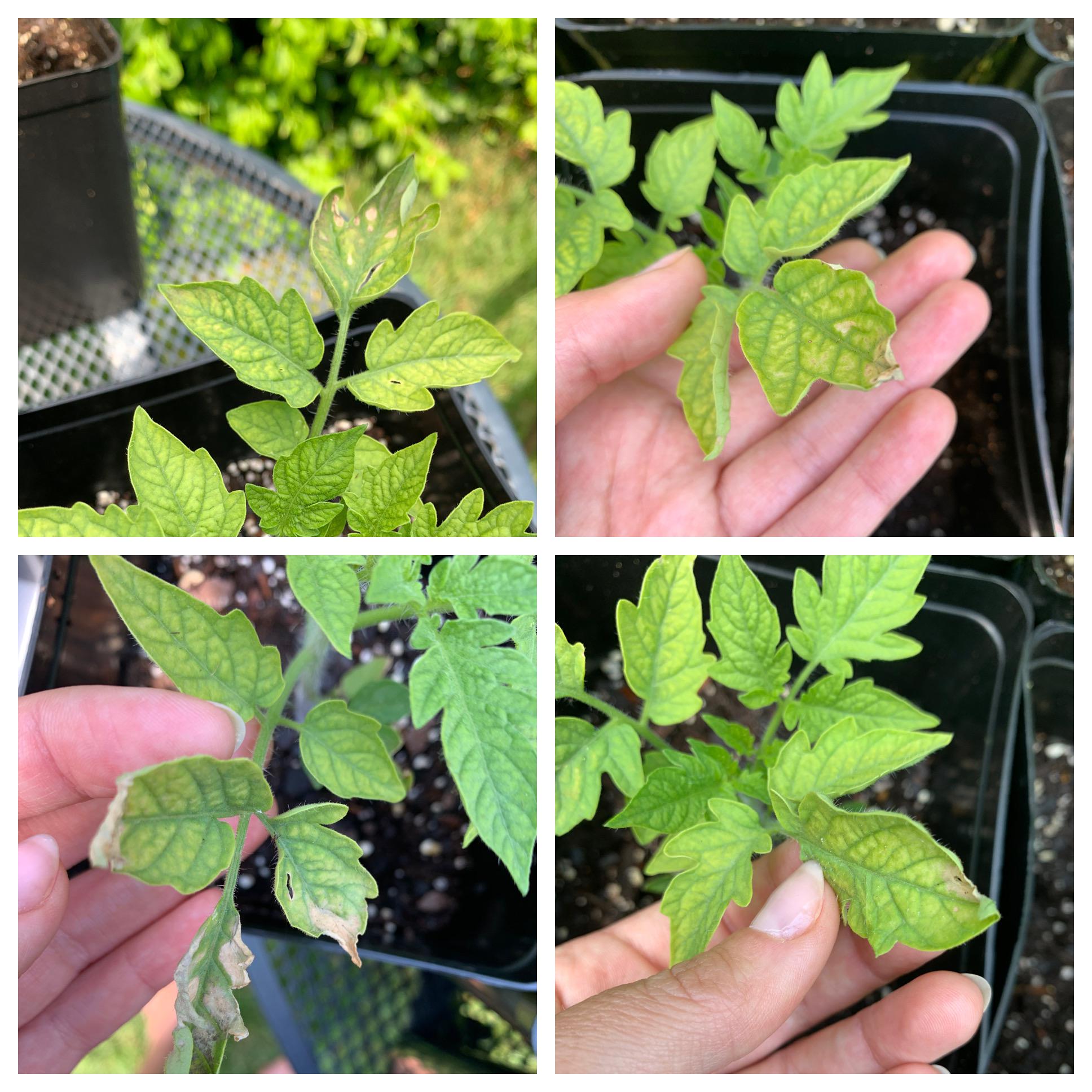 Is this tomato yellow leaf curl virus? (Details in comment) r