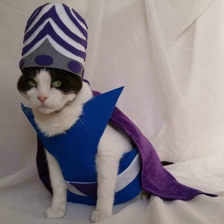 I felt like everyone needed to see this cat in a mojo jojo cosplay