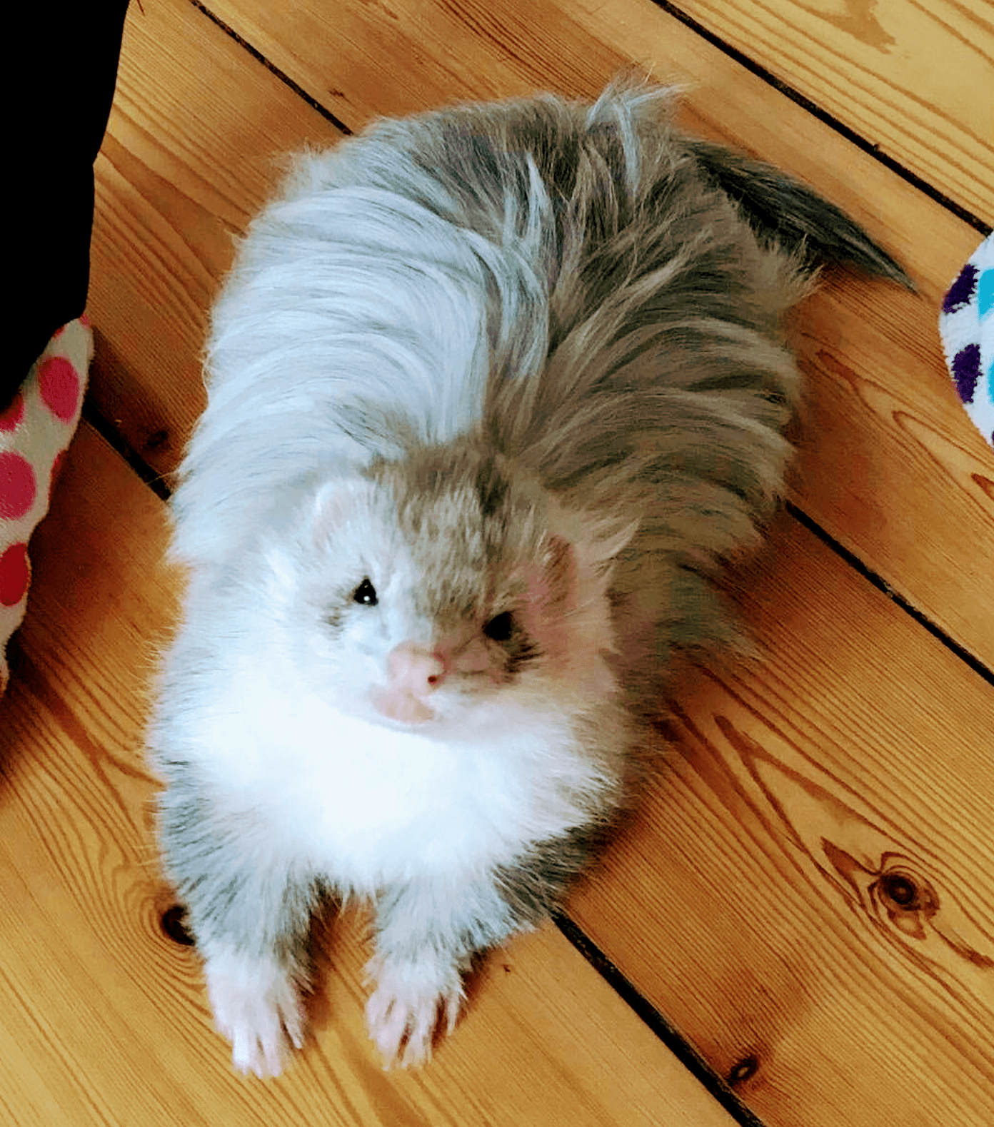 Where can I get a ferret like this!!! What type of breed is this