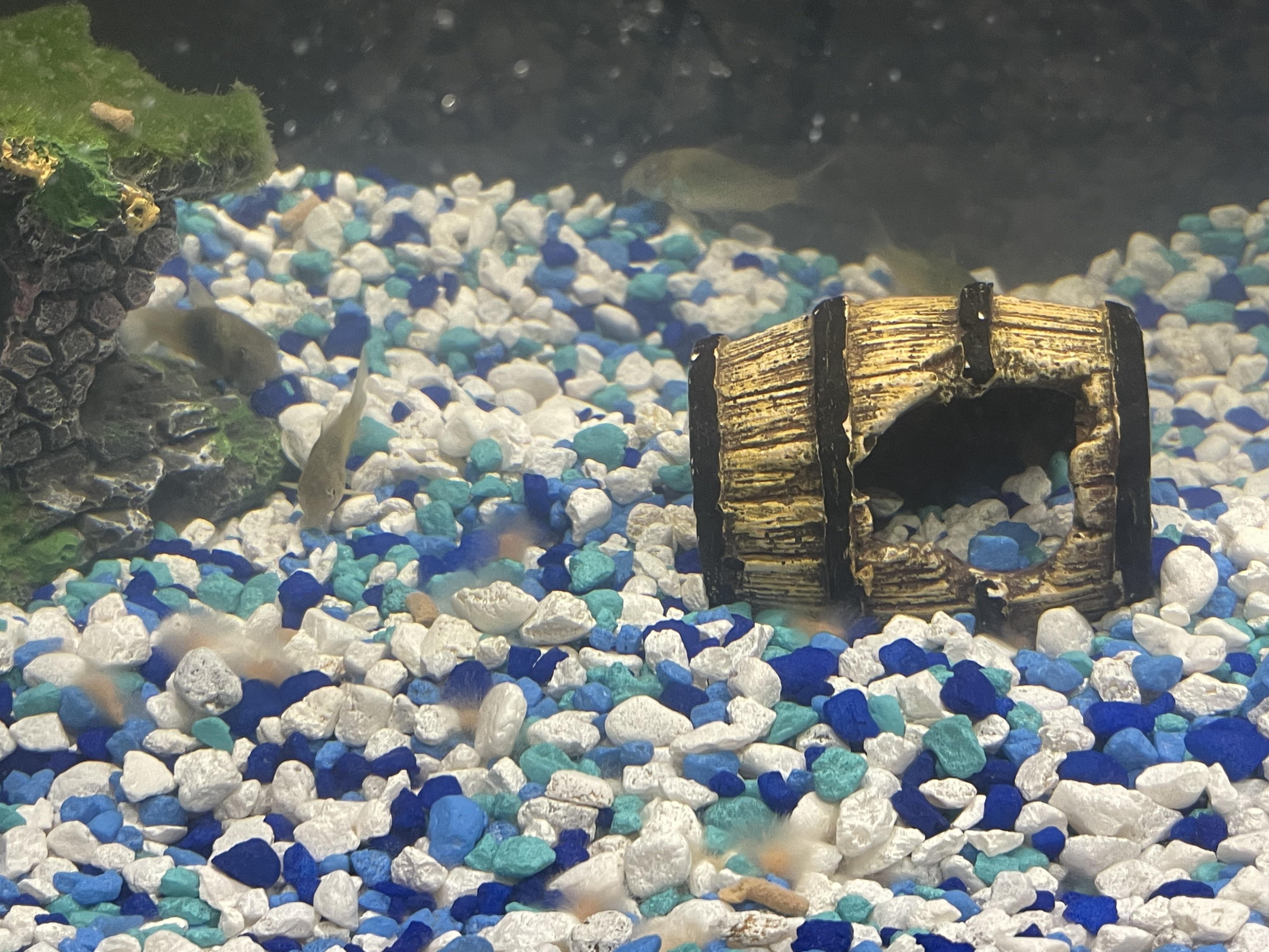 Why won’t my fish finish their food? They always have left over pellets