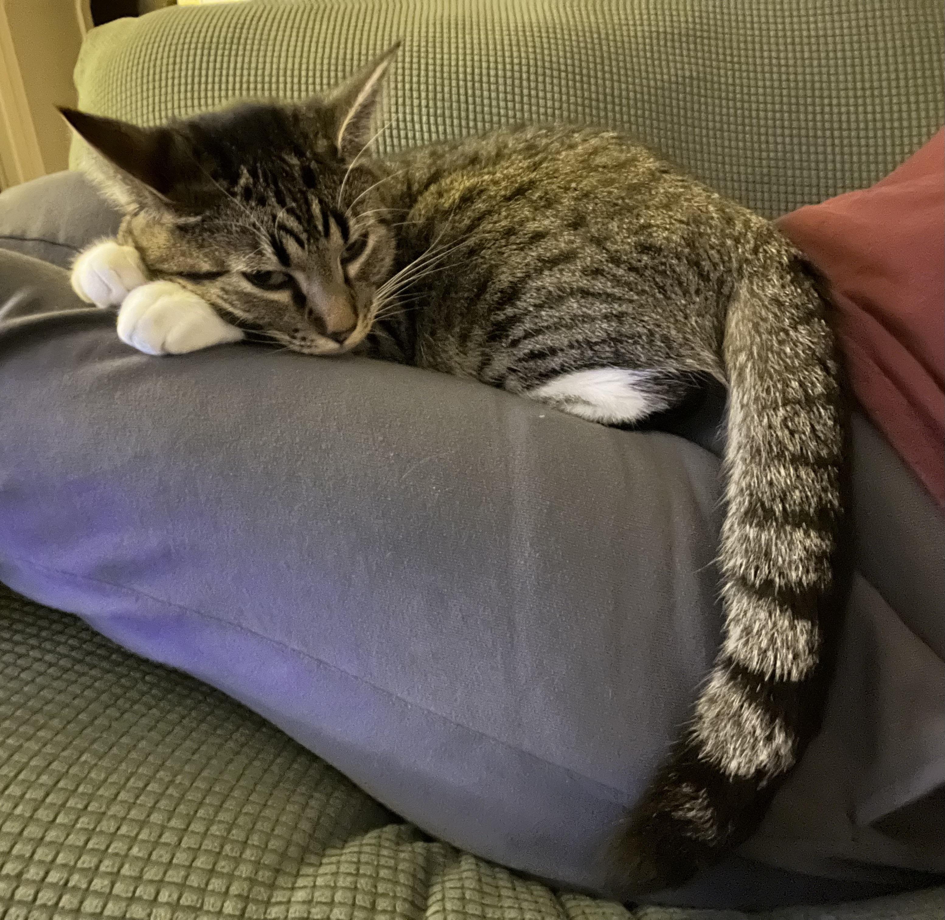 Lap cat r/cats