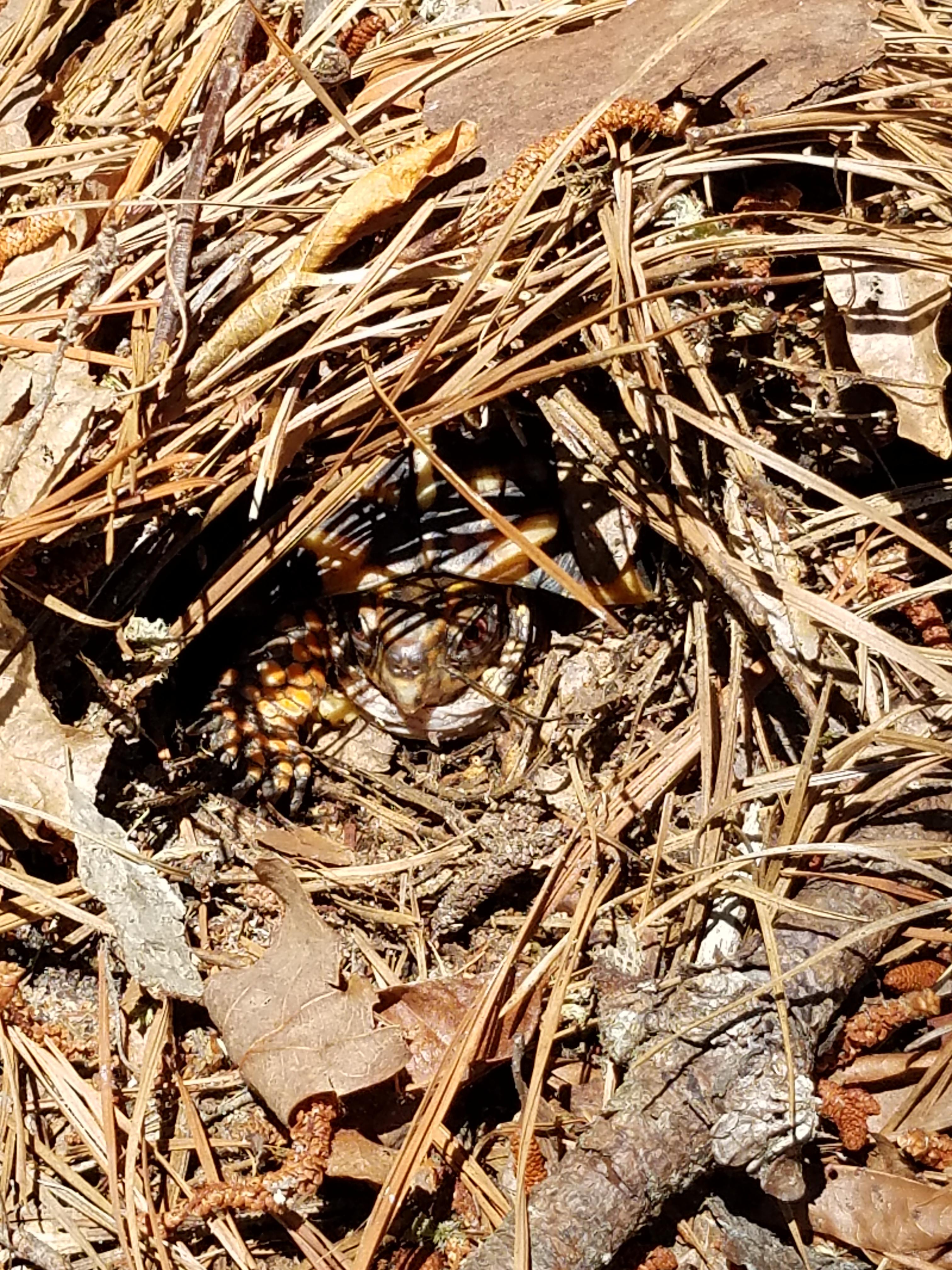 Found an eastern box turtle in my yard today! I think it may be laying
