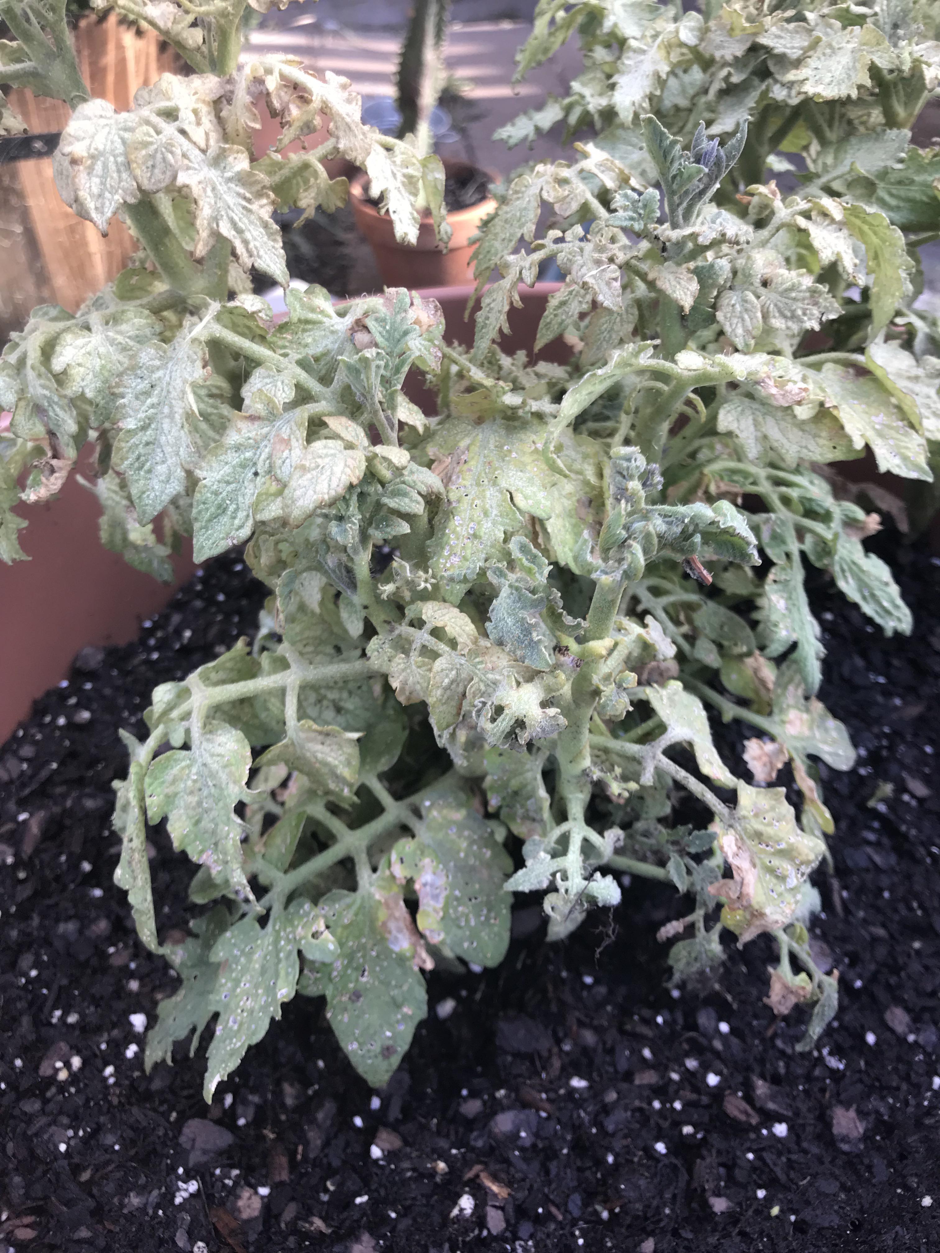 Cherry tomato plant was doing great, started dying. Moved to bigger pot