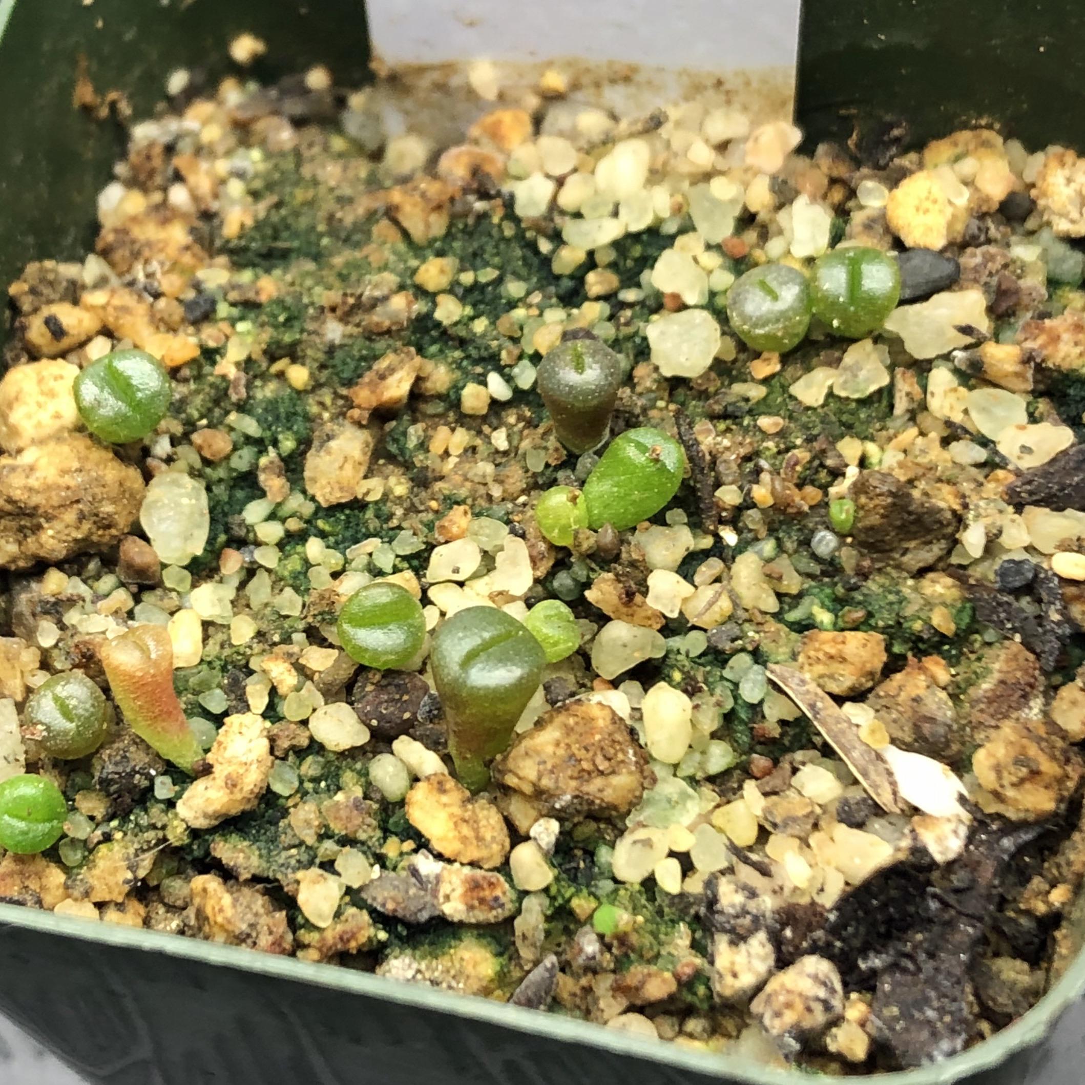 Fungus/mold on lithops seedlings? Is it harmful? for a