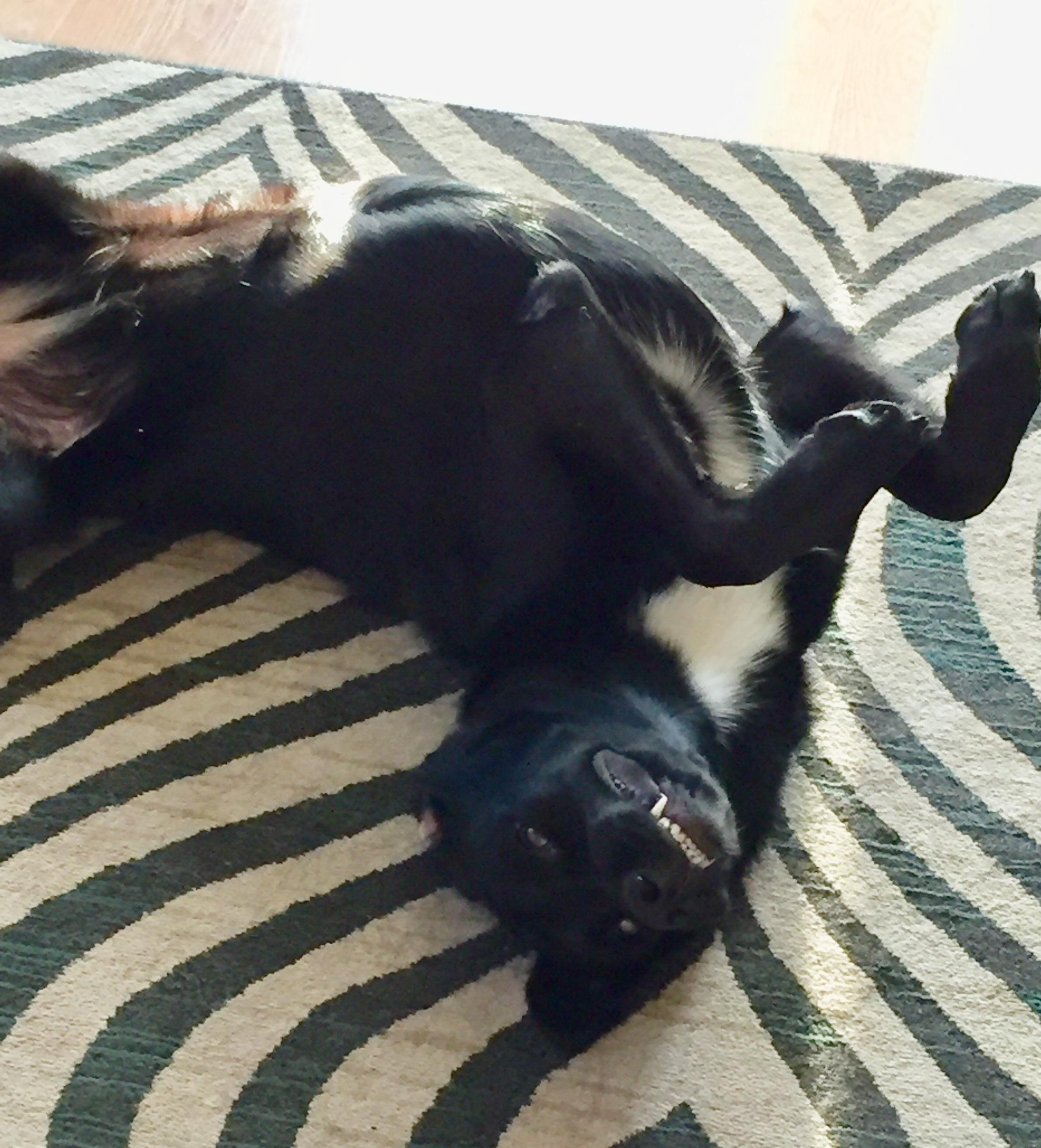“Rub my belly like you mean it” Princess Buttercup r/Blacklabs
