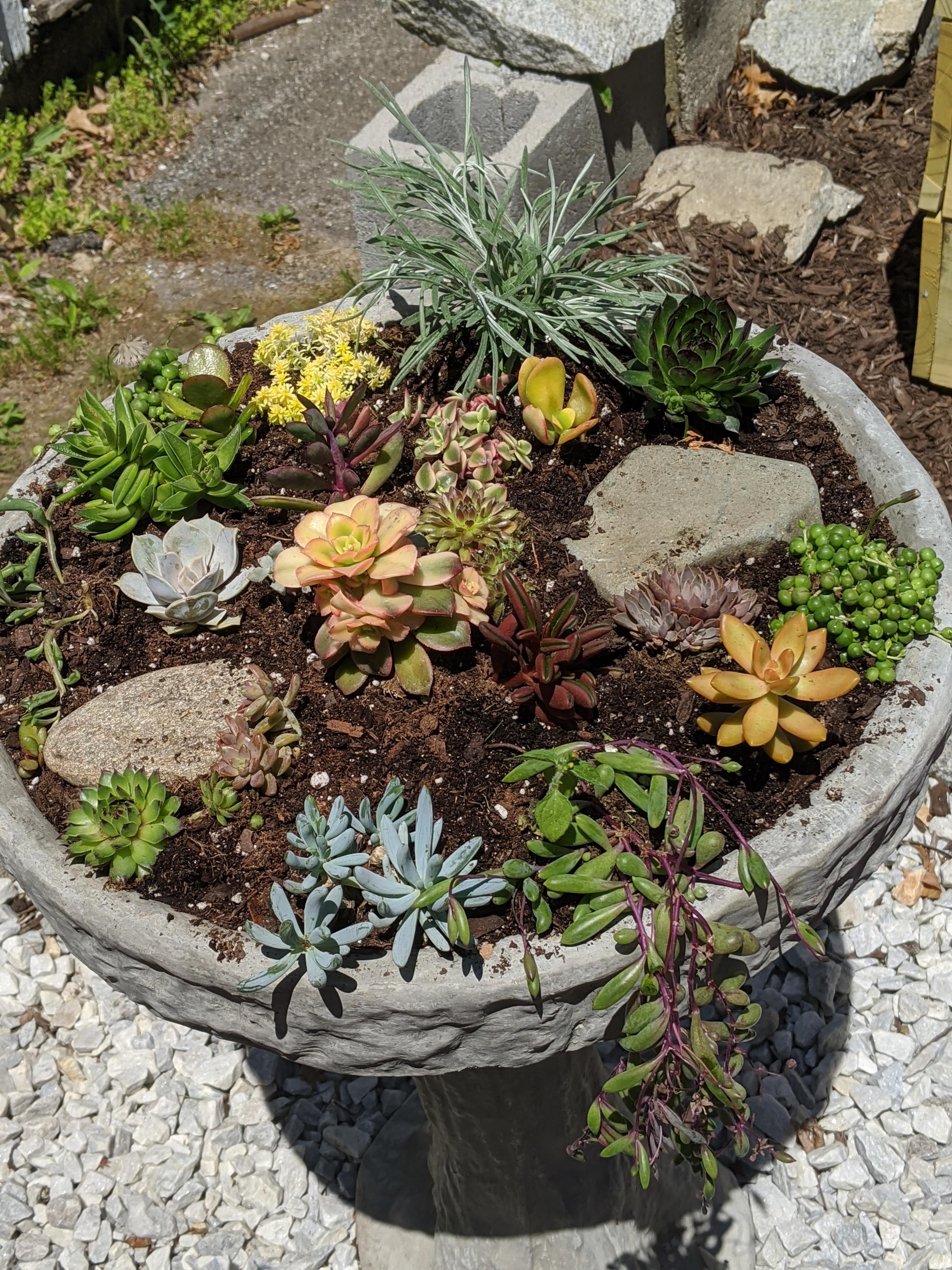 Bird Bath turned Succulent Garden succulents