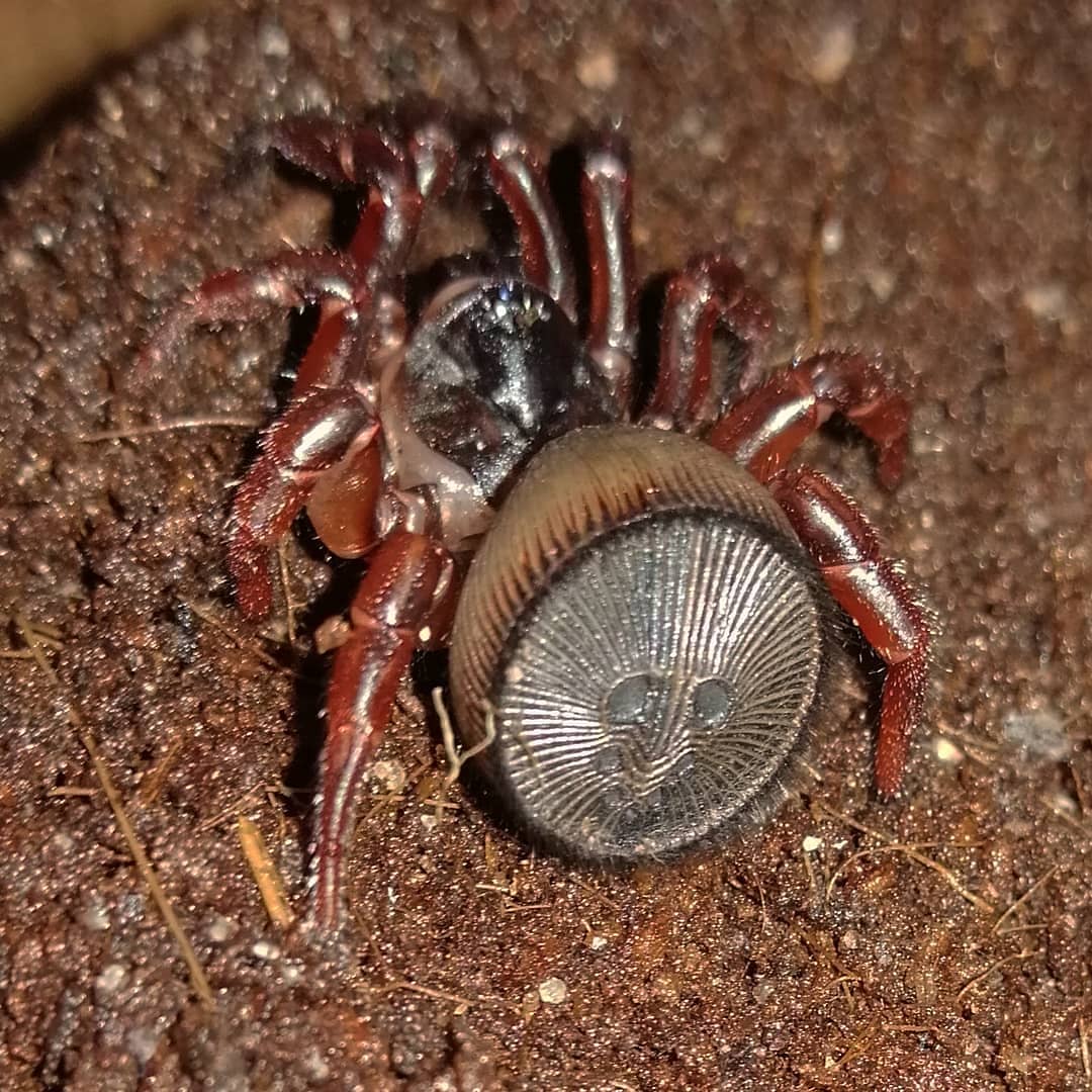 Cyclocosmia Trapdoor Spider