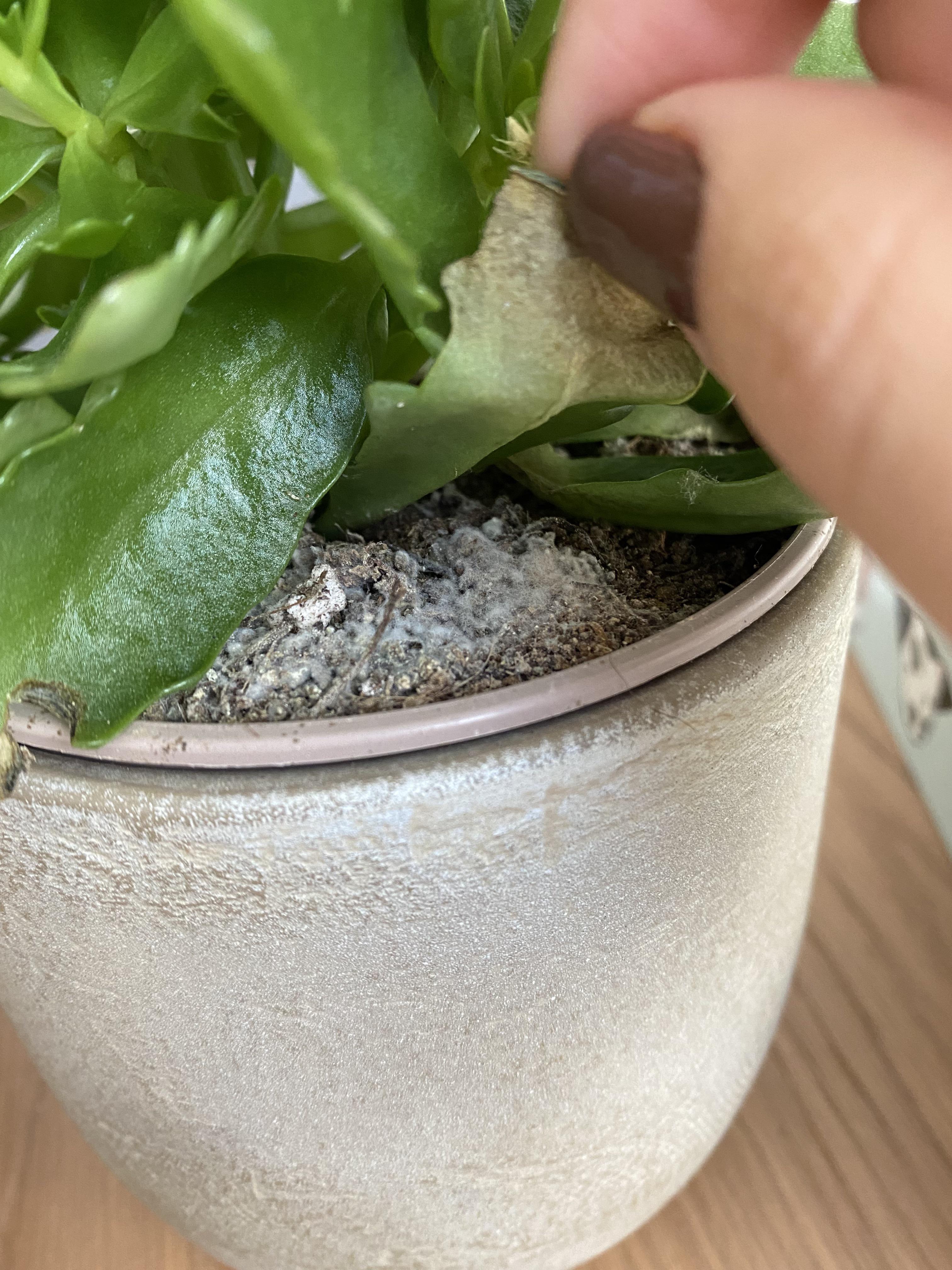 Why is the soil moldy? (Flaming katy) r/plantclinic