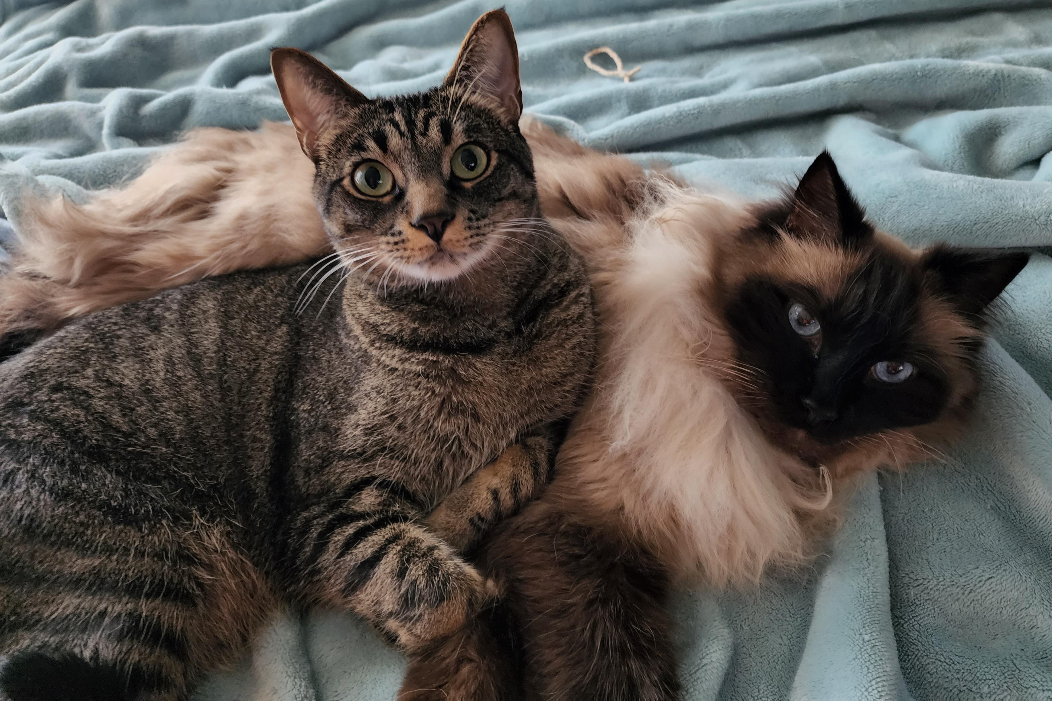 For tohse who keep asking if Ragdolls get along with other cats. My