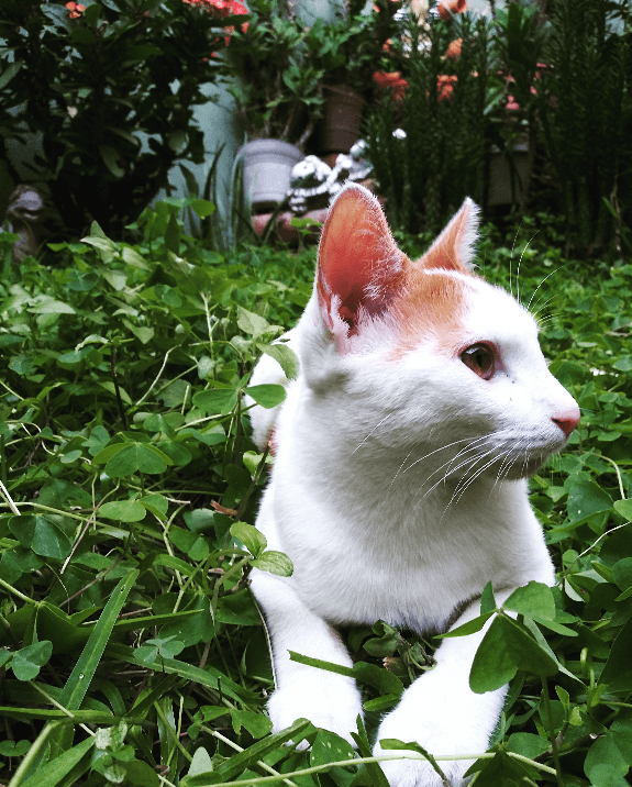 43 Hilarious Kit Kat Love Puns Punstoppable 🛑