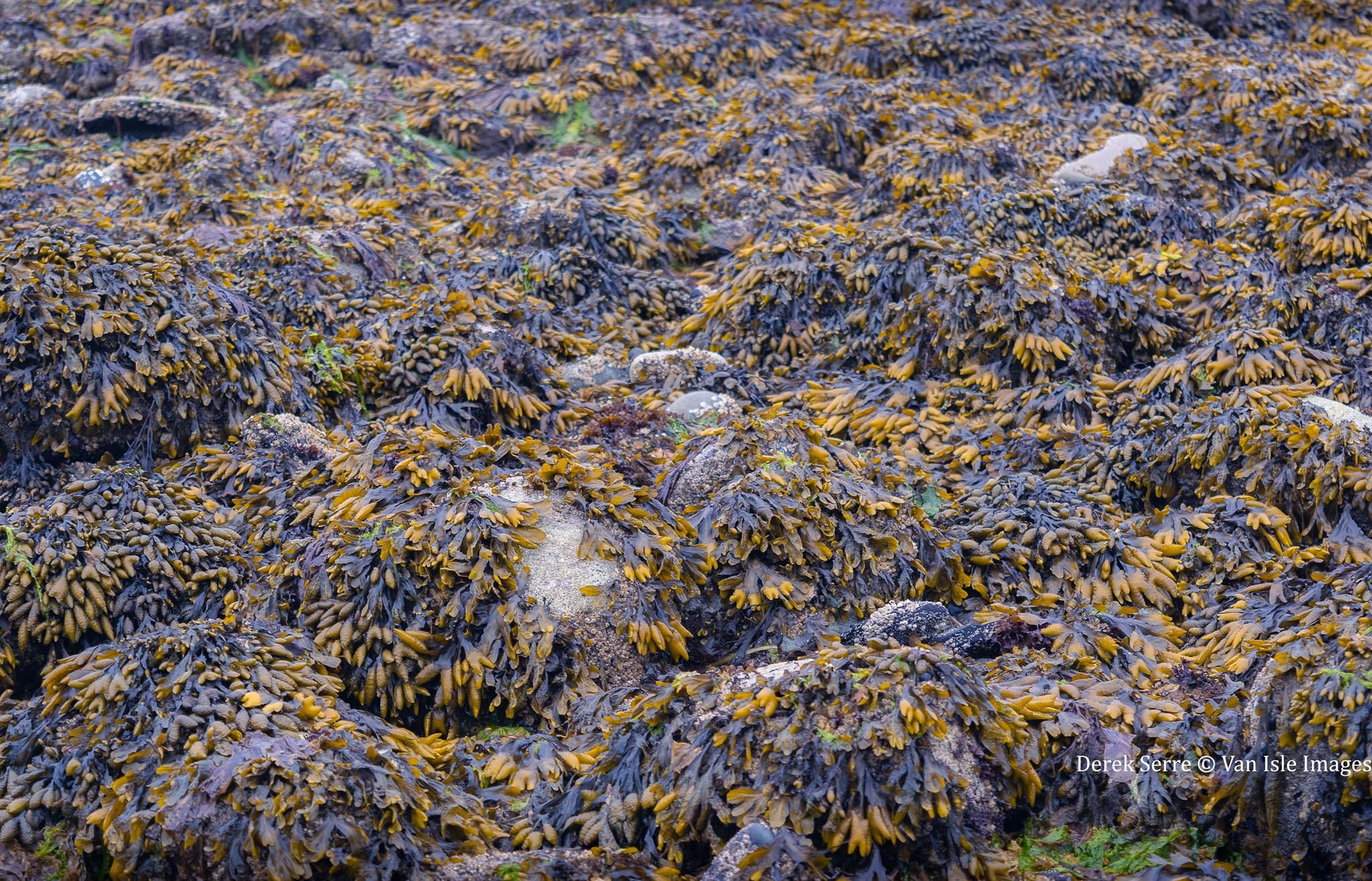 Seaweed Covered Rocks at low tide, Nanaimo, BC [2048x1365][OC] r