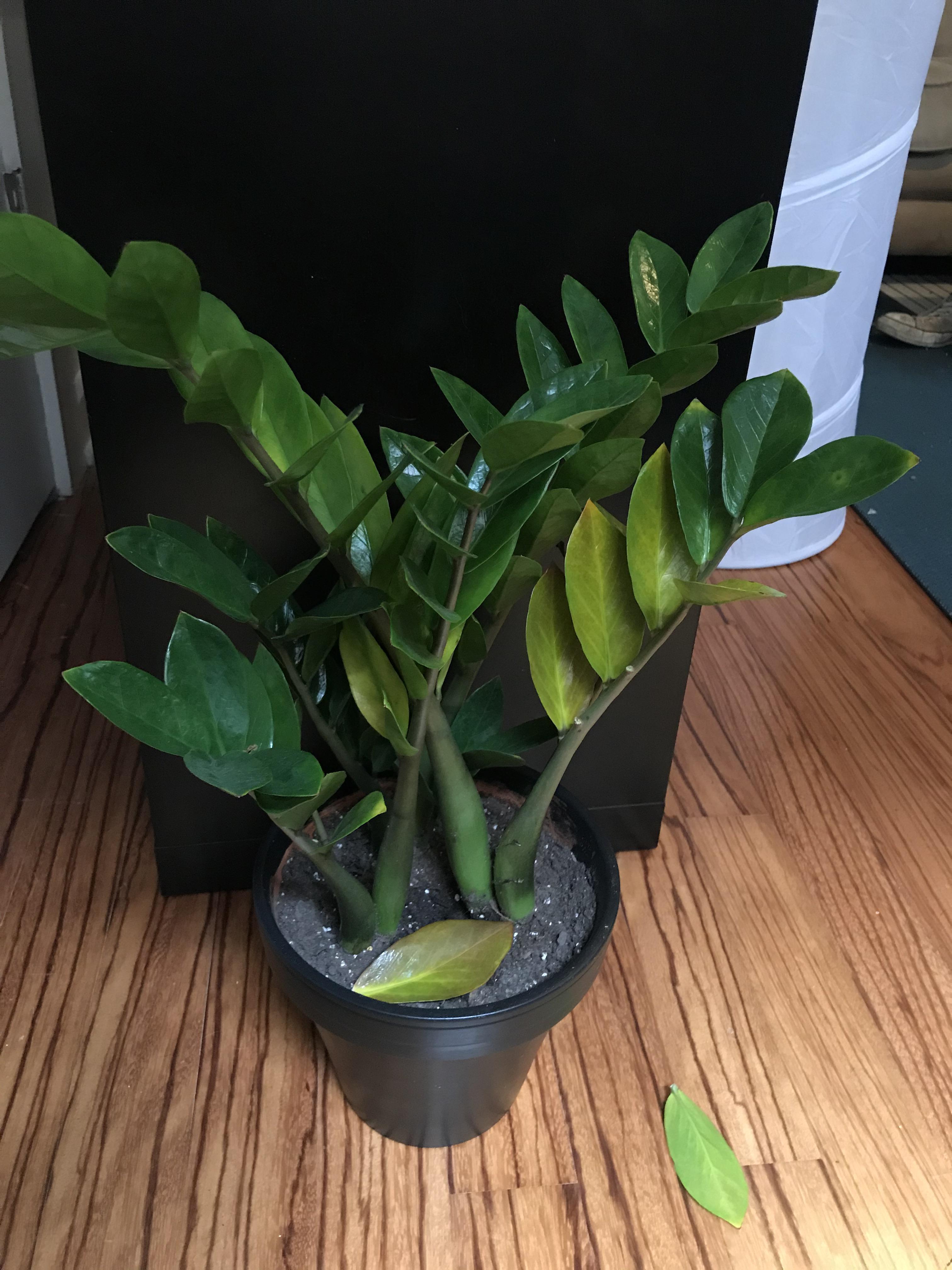 Newly potted ZZ is yellowing and dropping leaves r/plantclinic