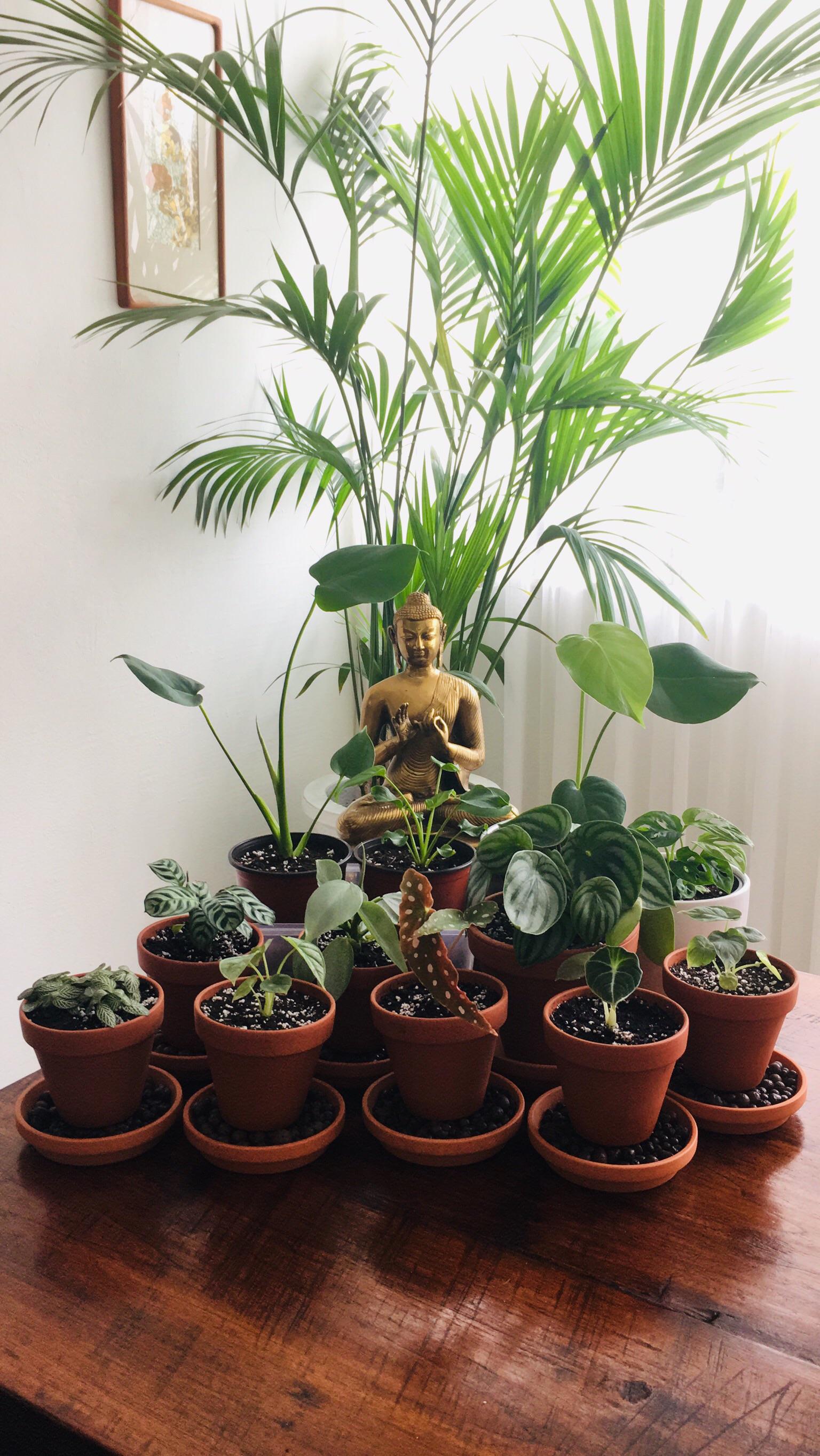 I just recently started collecting houseplants (mostly baby plants