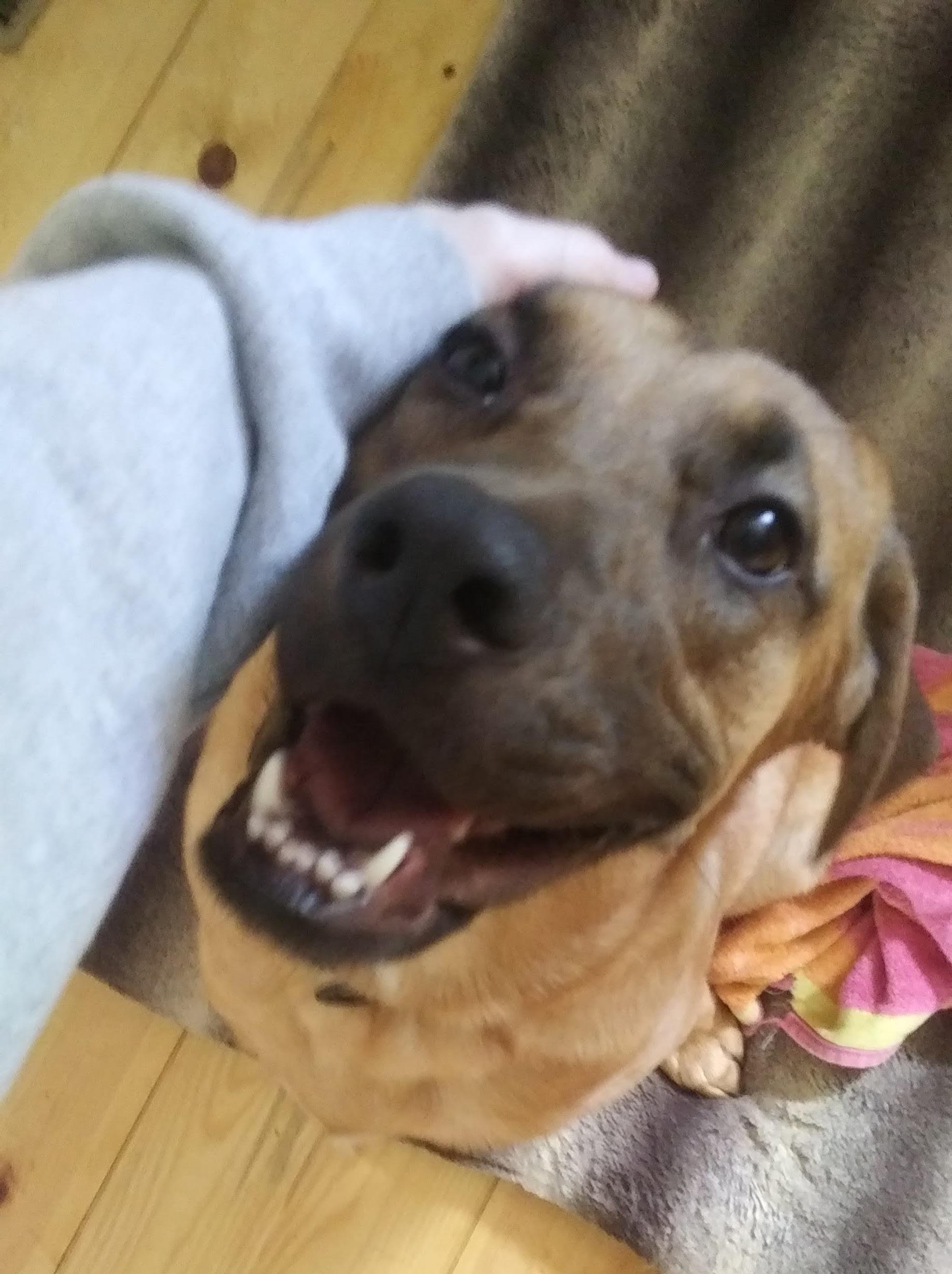 my dog always looks happy, and it never fails to brighten my day ) r