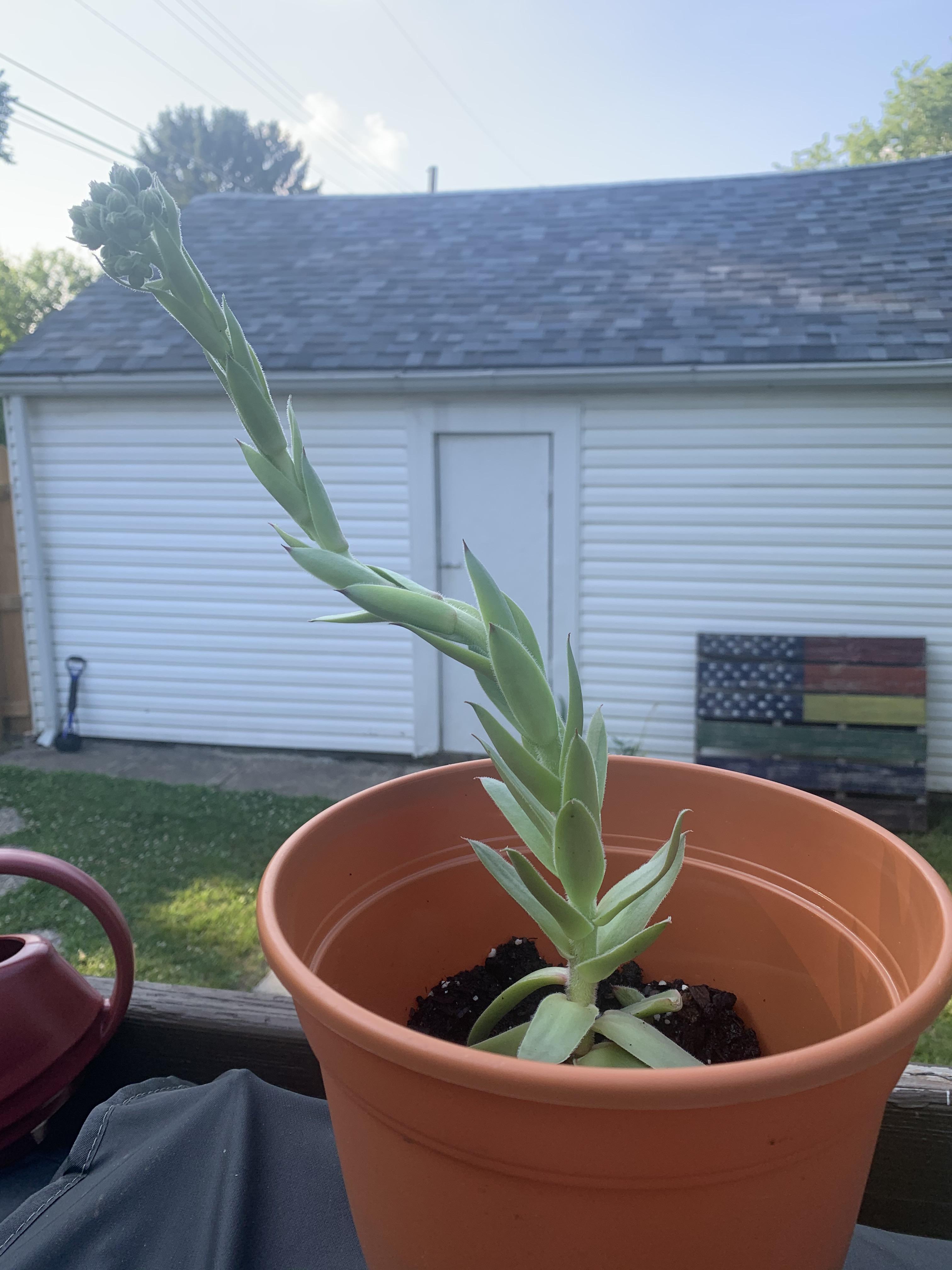Why is my succulent growing like this? I found a bunch of tiny