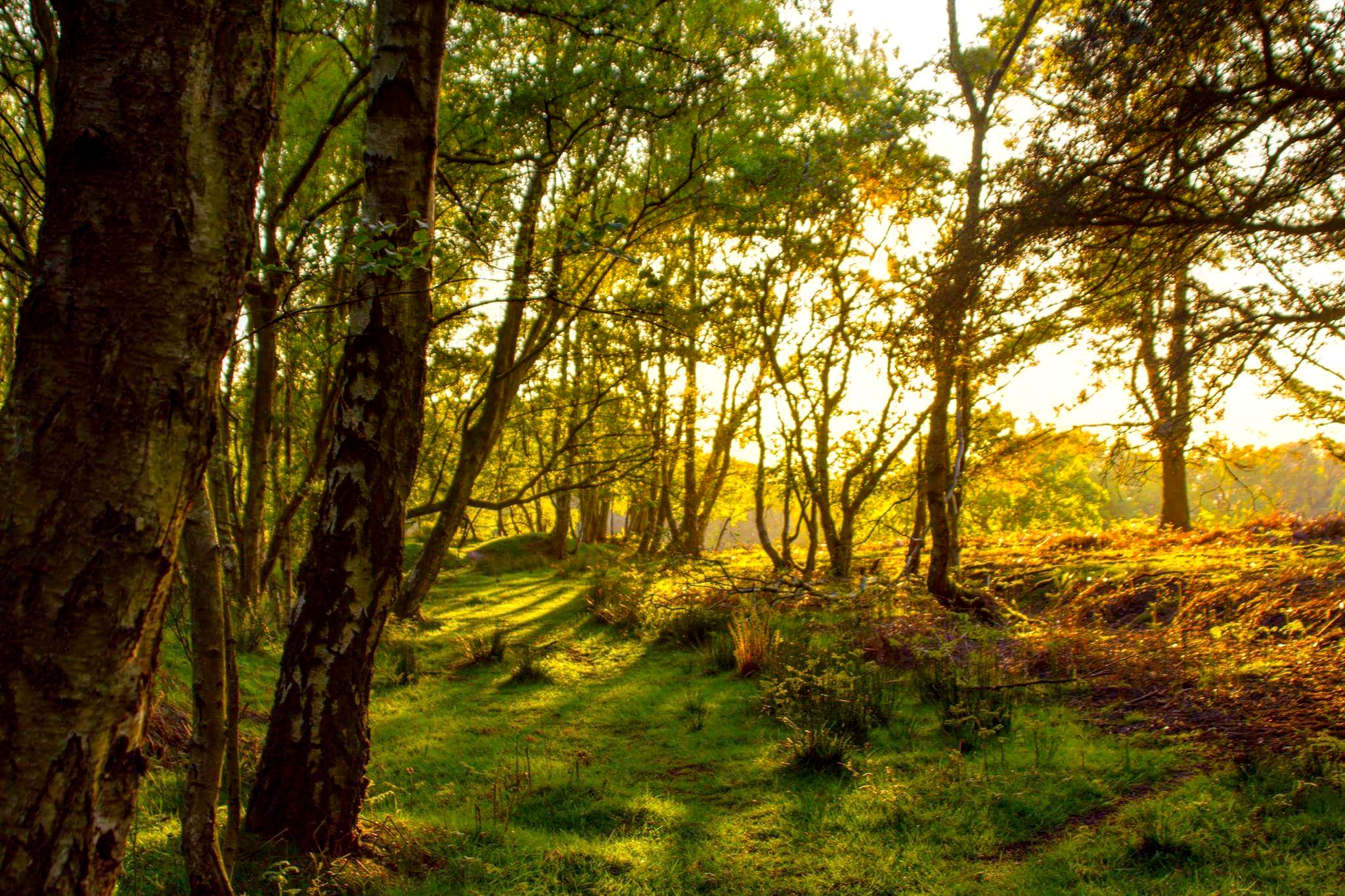 42 best Cannock Chase images on Pholder Earth Porn, Casual UK and