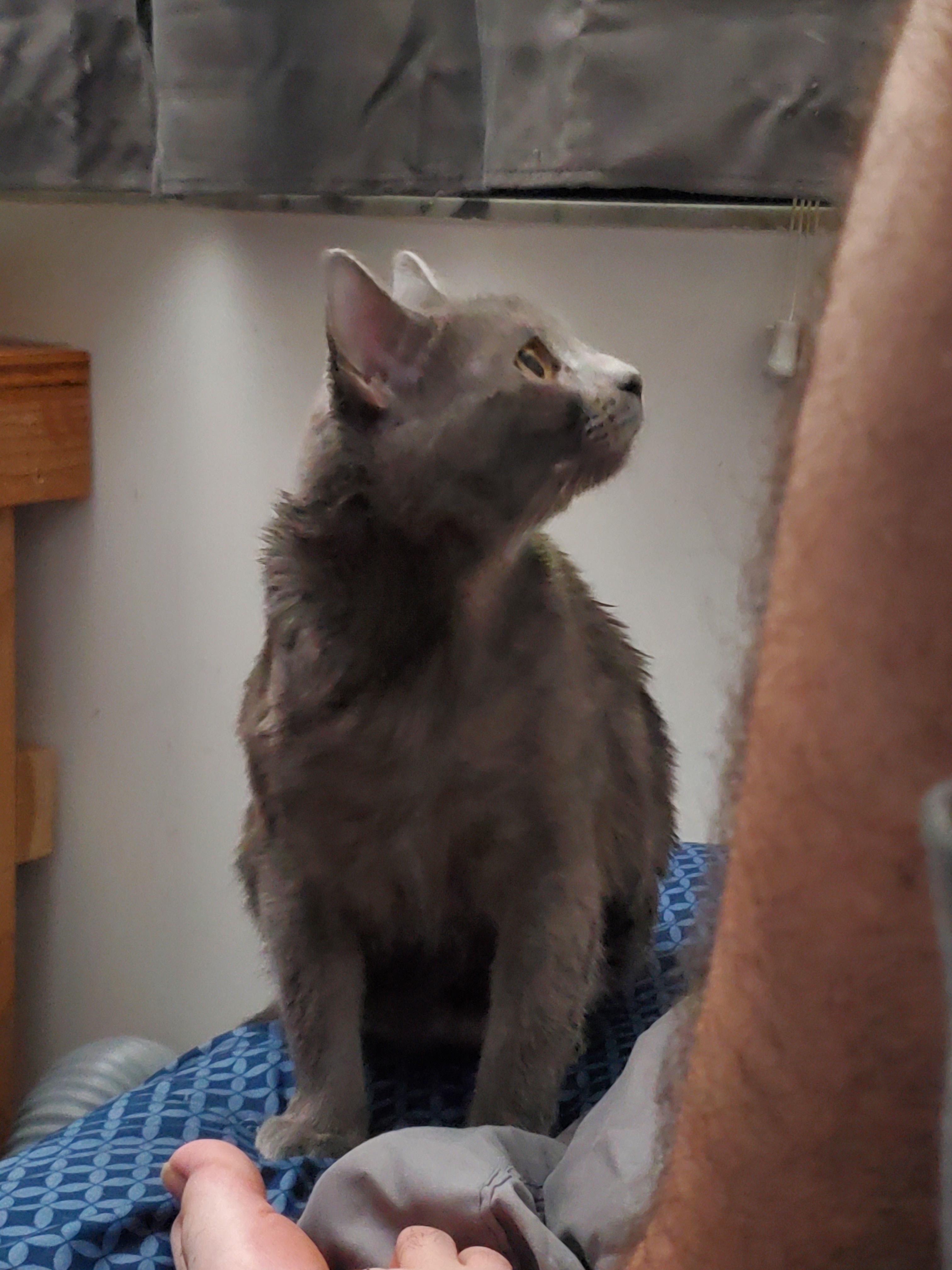 How do I bathe my cat that hates baths? r/cats