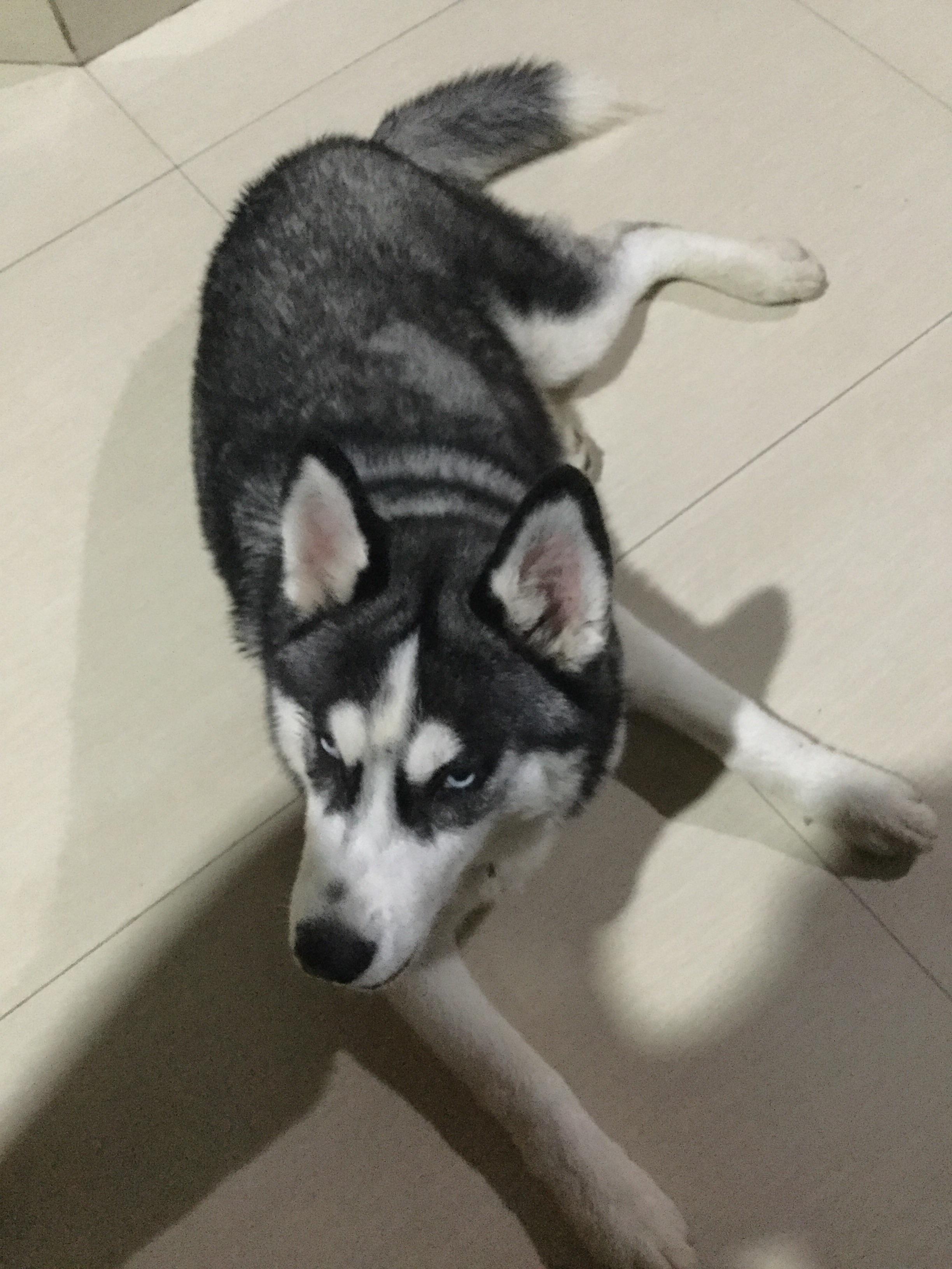 4 month old good boii husky