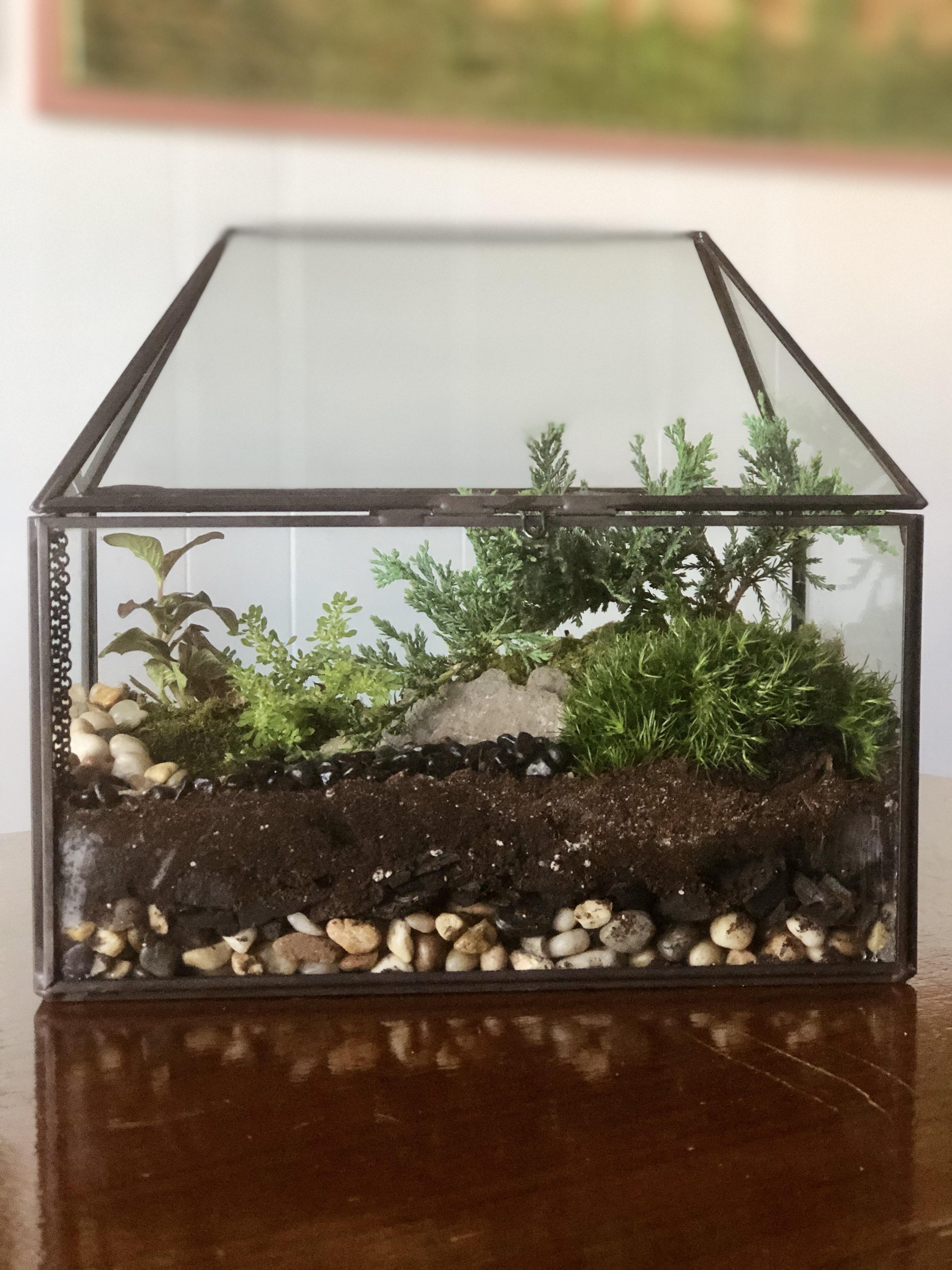 Made my first terrarium! It quickly escalated to a second terrarium and
