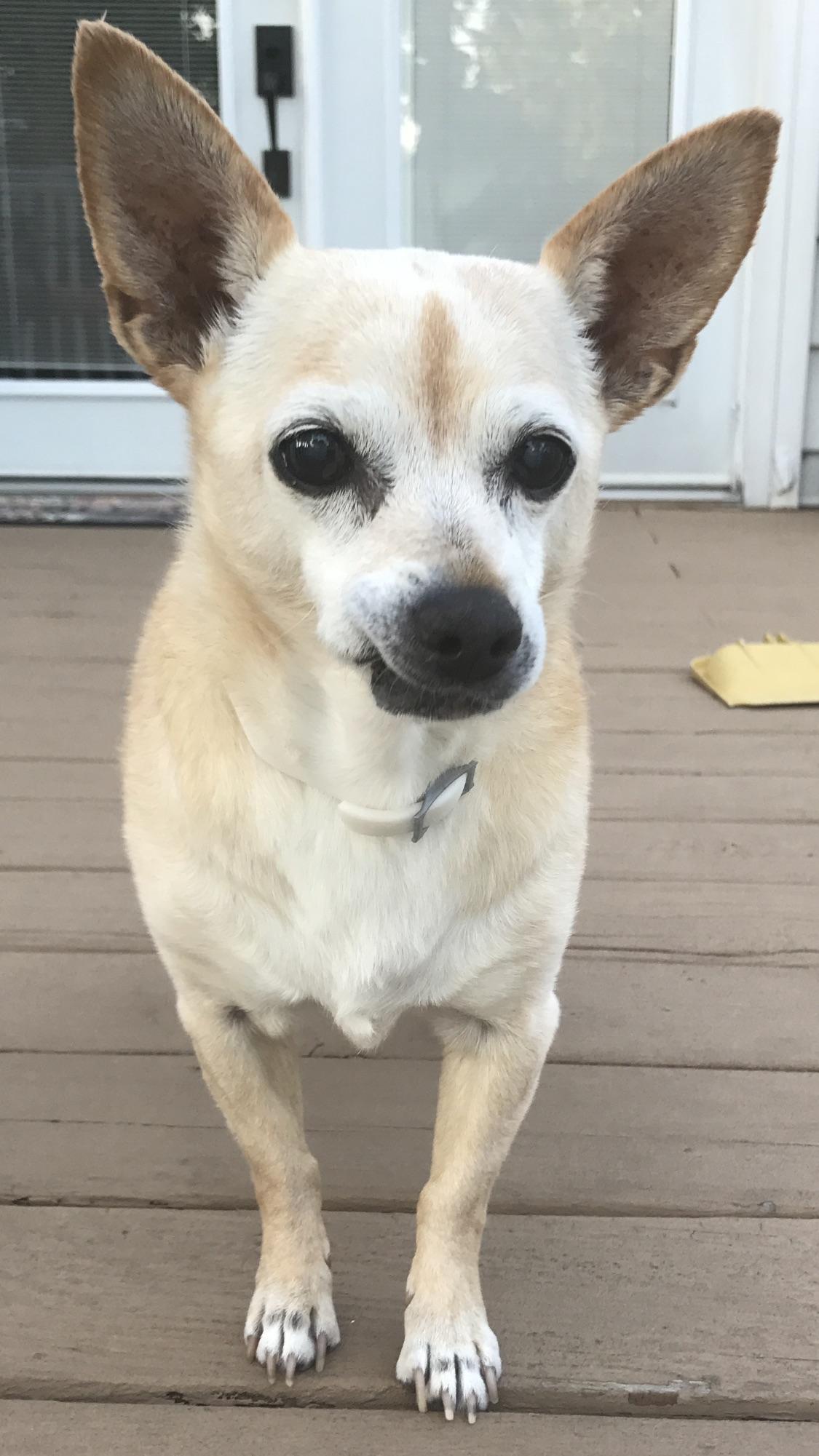 Princess, my 18 year old chihuahua. Unfortunately he doesn't