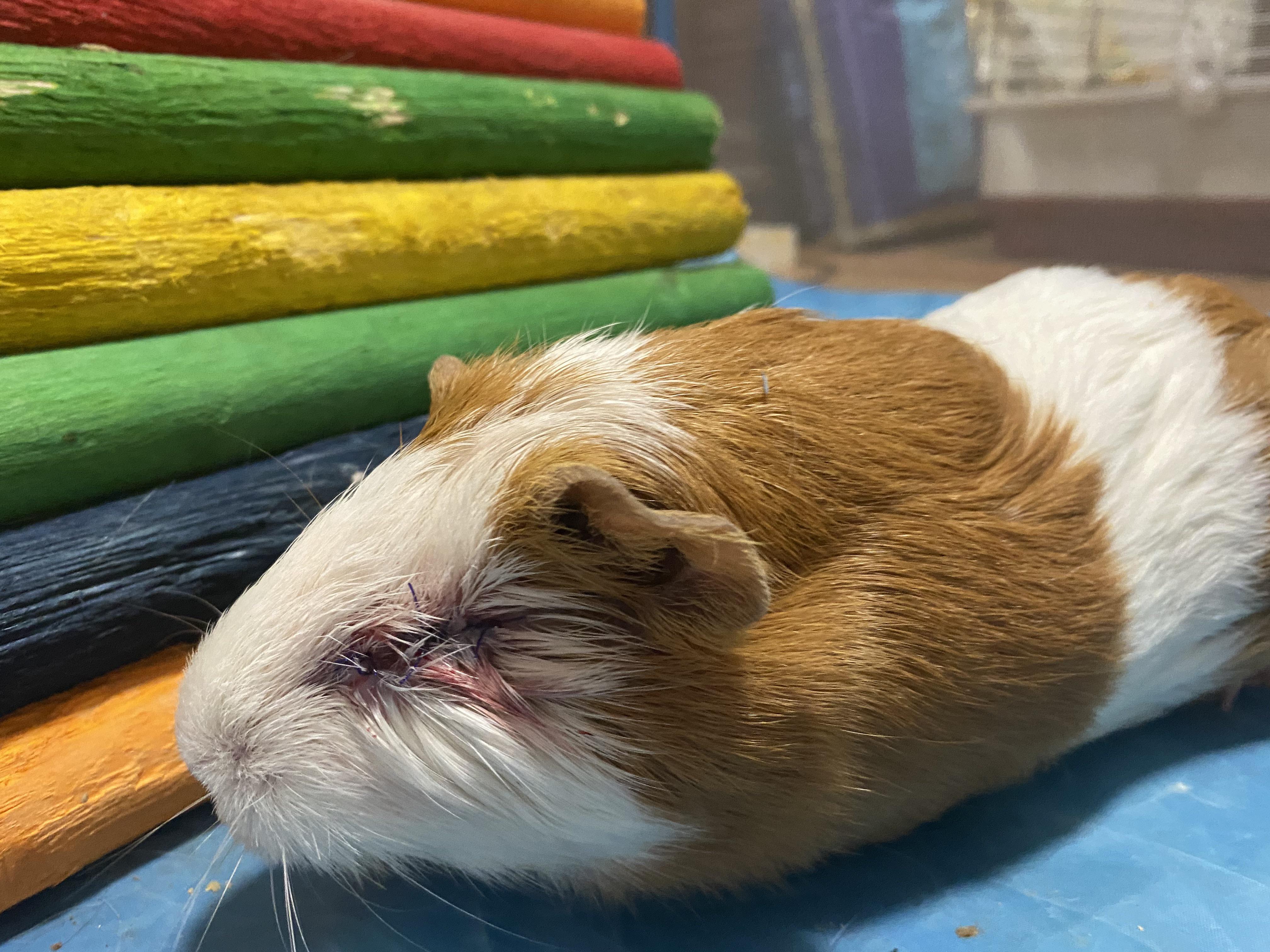 Update on my roommates guinea pig// she had surgery to remove the eye and she went to someone