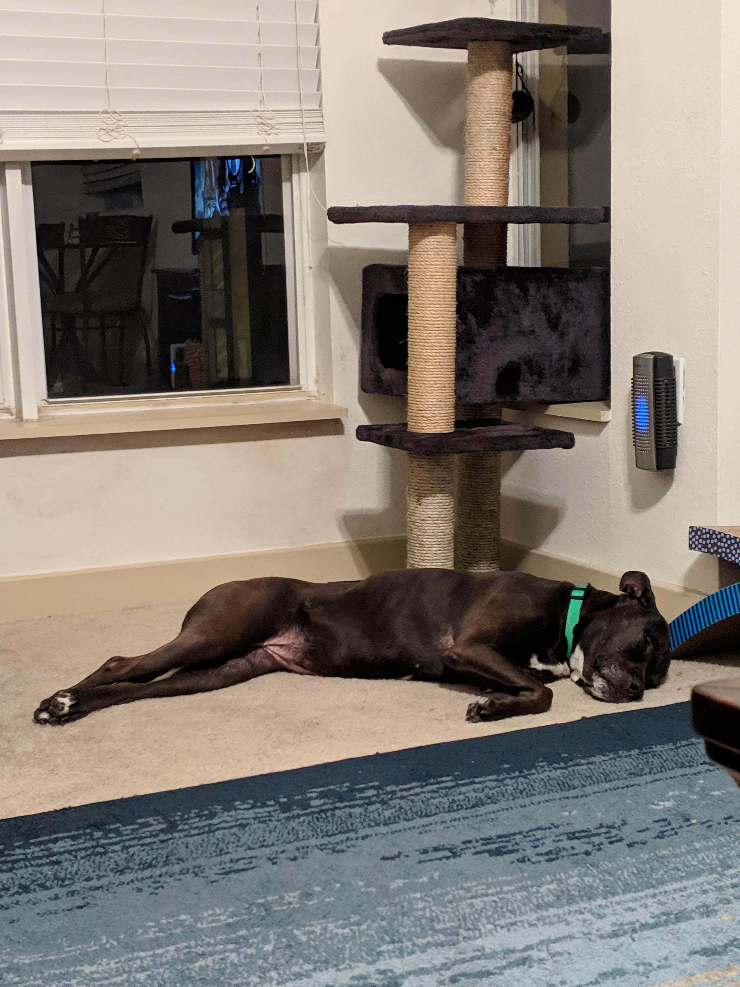 She's going under anesthesia for a dental surgery today but she's 9 and