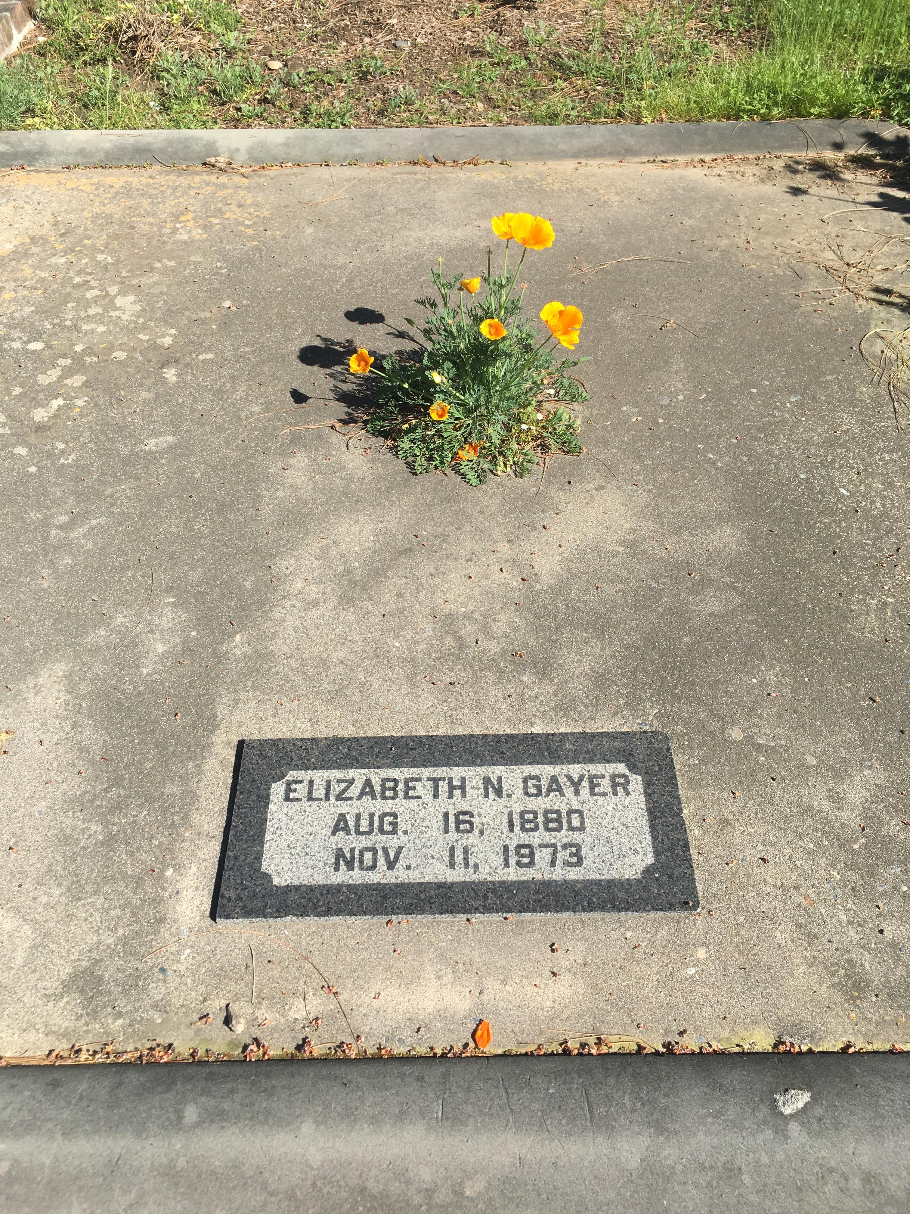 Flowers growing from the center of this grave. r/CemeteryPorn