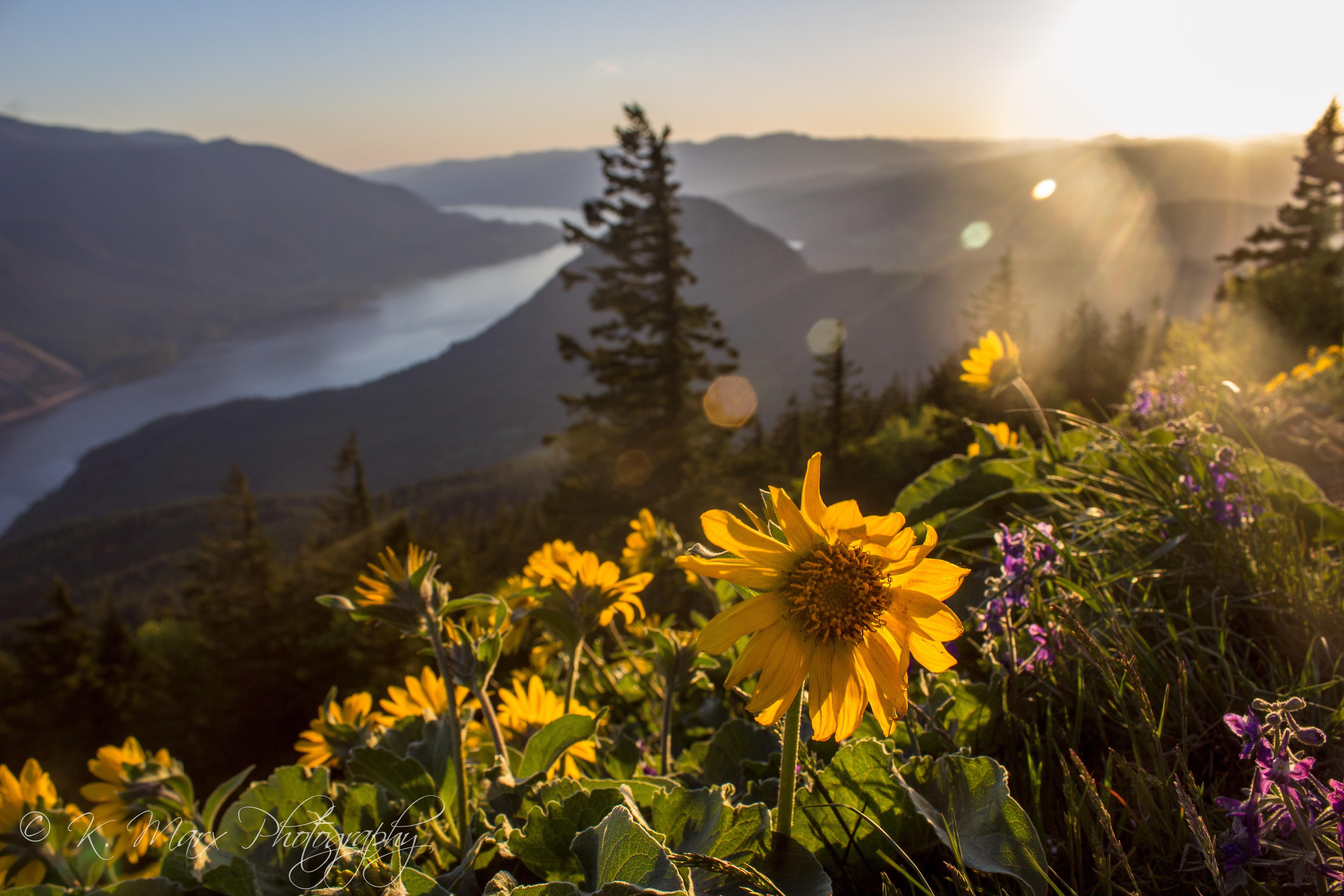 [OC] A little sunset hike up Dog Mountain for wildflower season