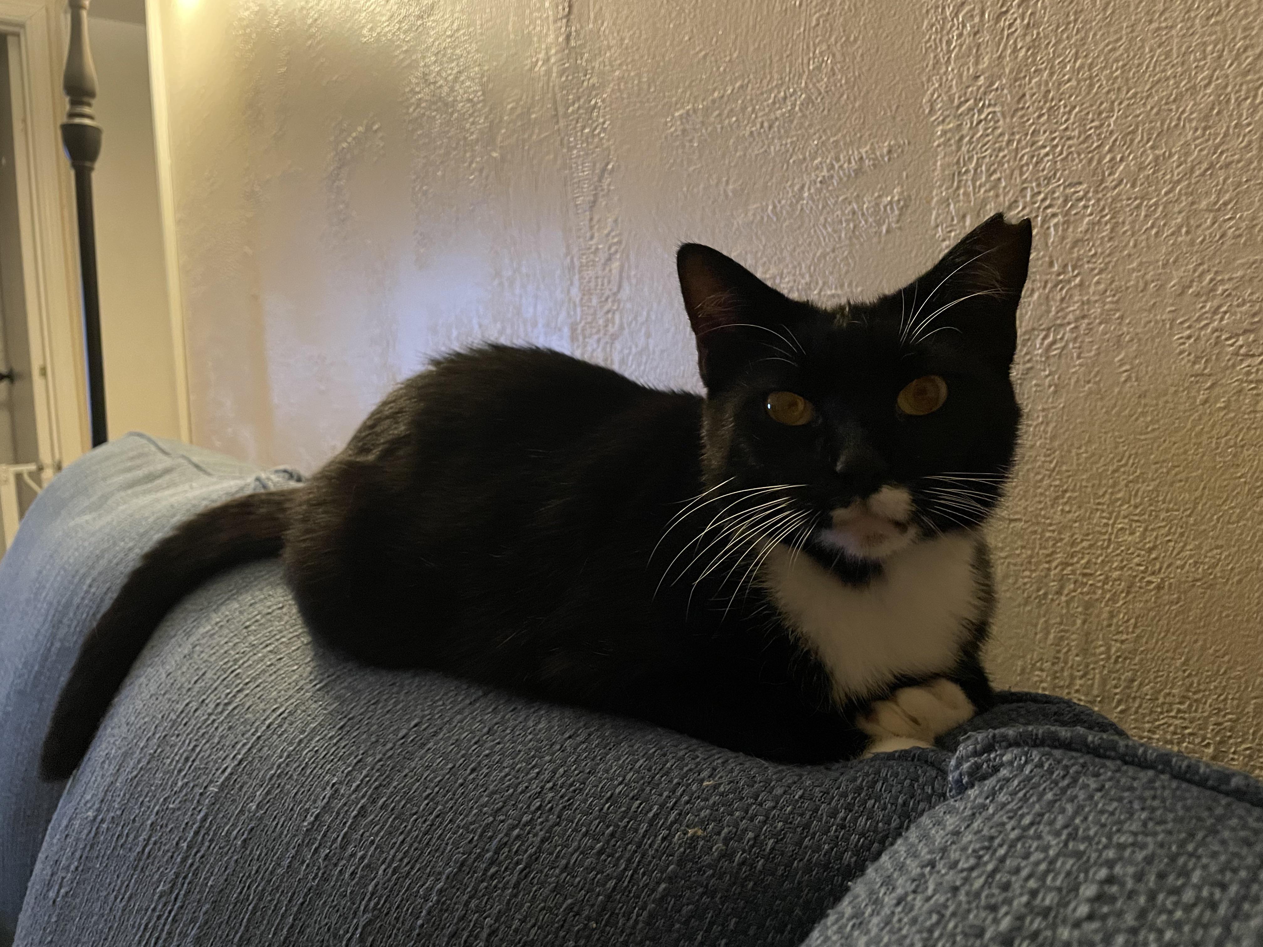 Our new friend Coconut. I also learned animal shelters clip kitty ears