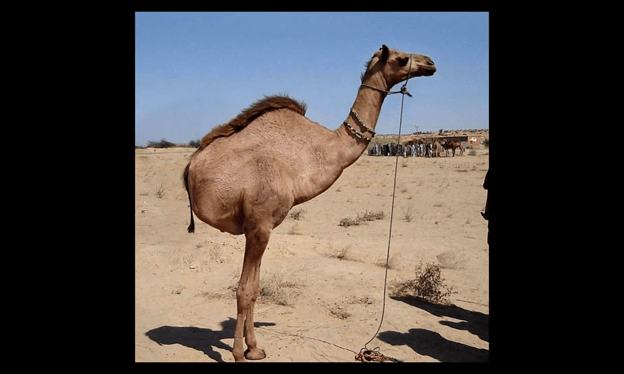 Camels may detach their hind legs when frightened or angered. This is a