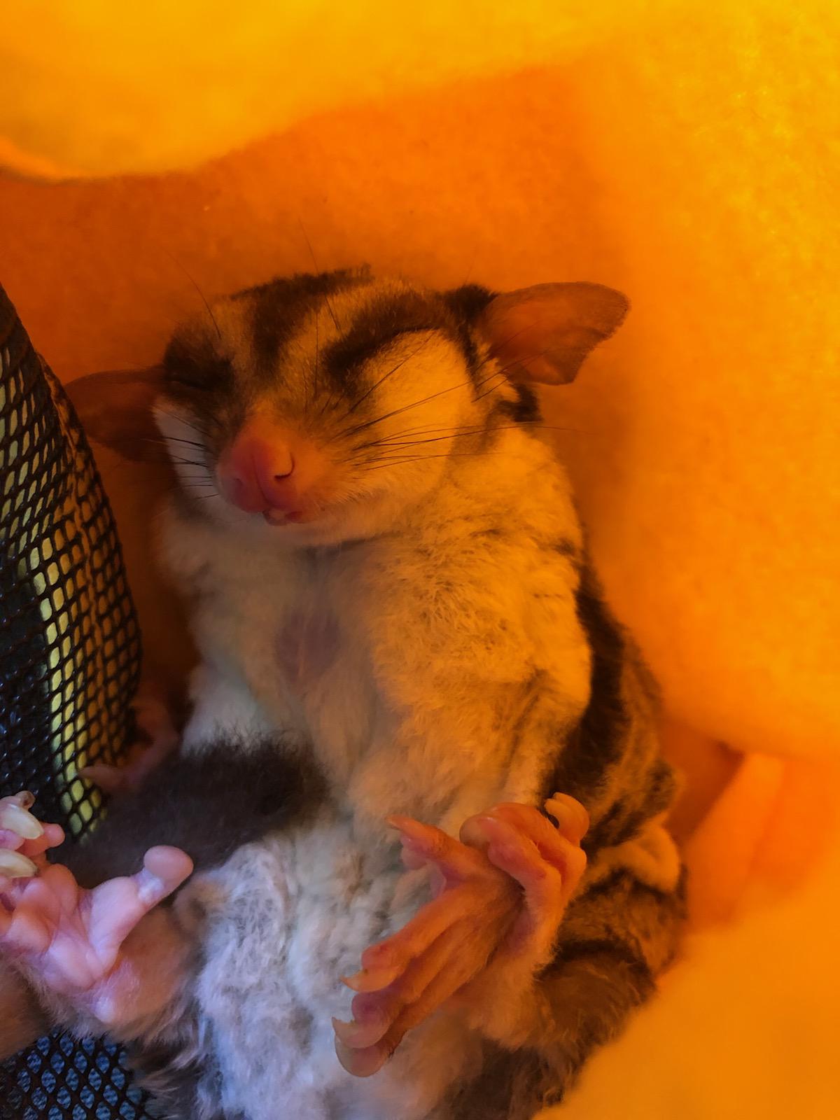 Sleeping Sugar Glider r/aww