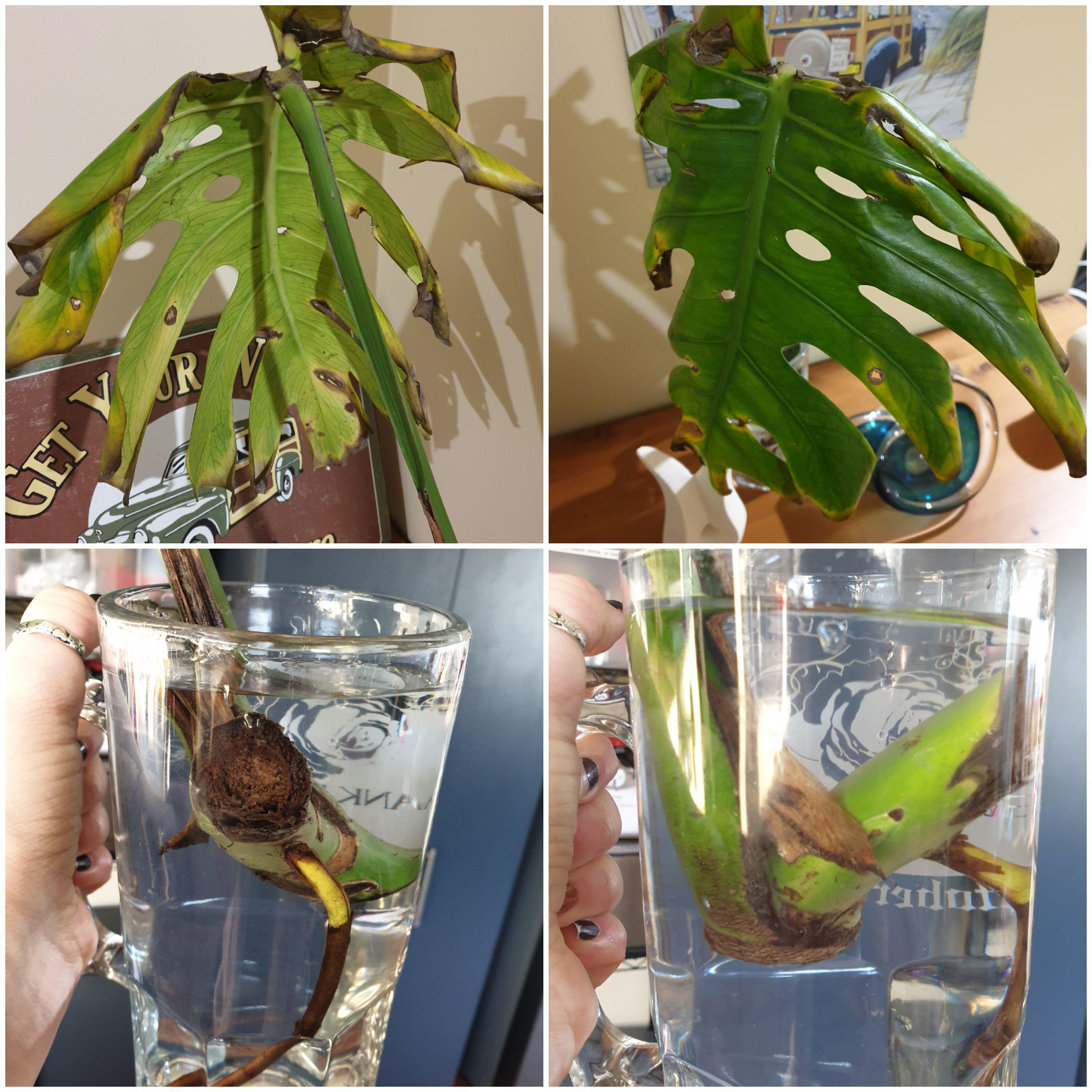 Help! Monstera leaf cutting is turning brown & yellow and curling. Its