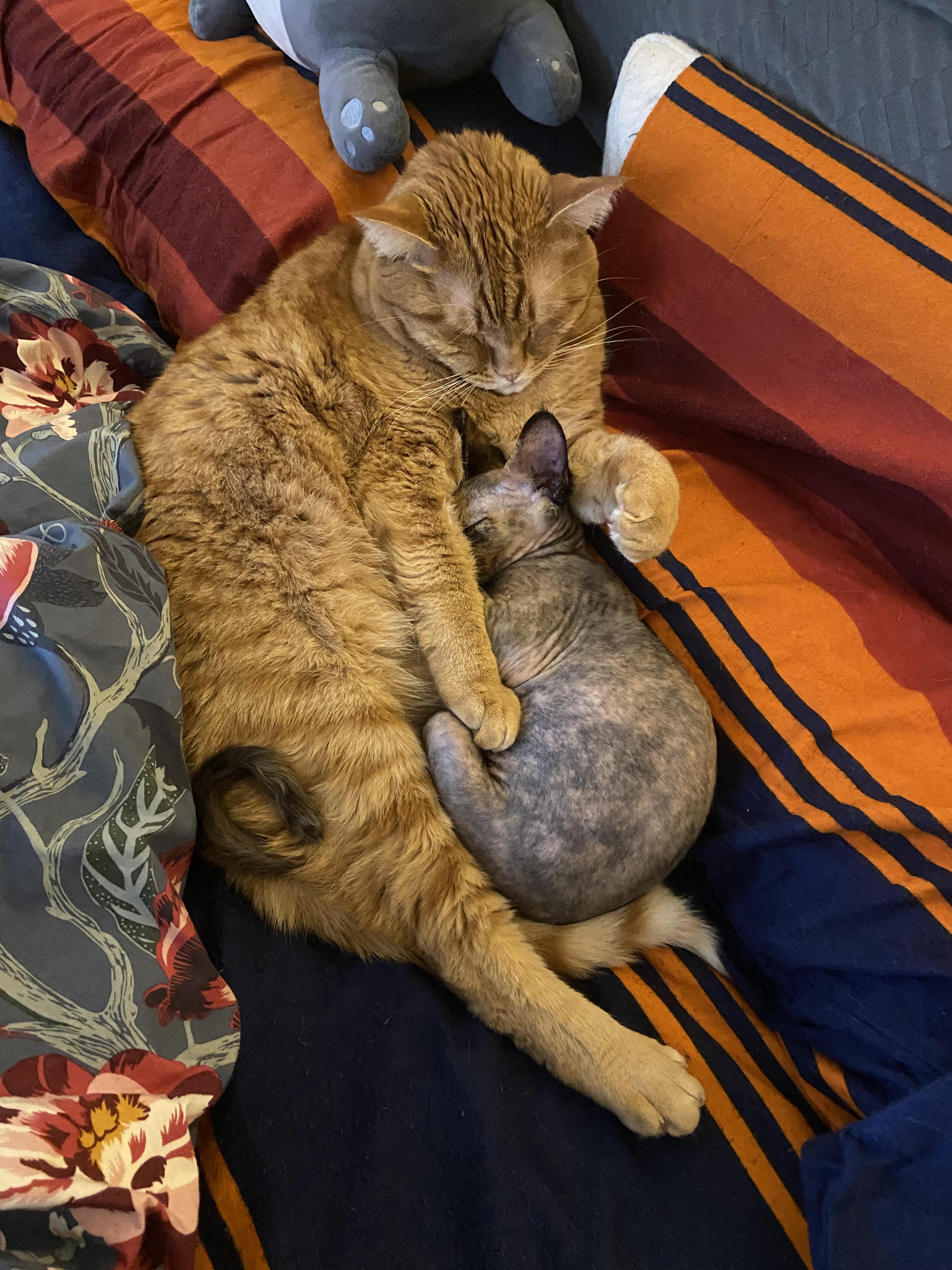 My cats were separated for a few days. I think they missed each other