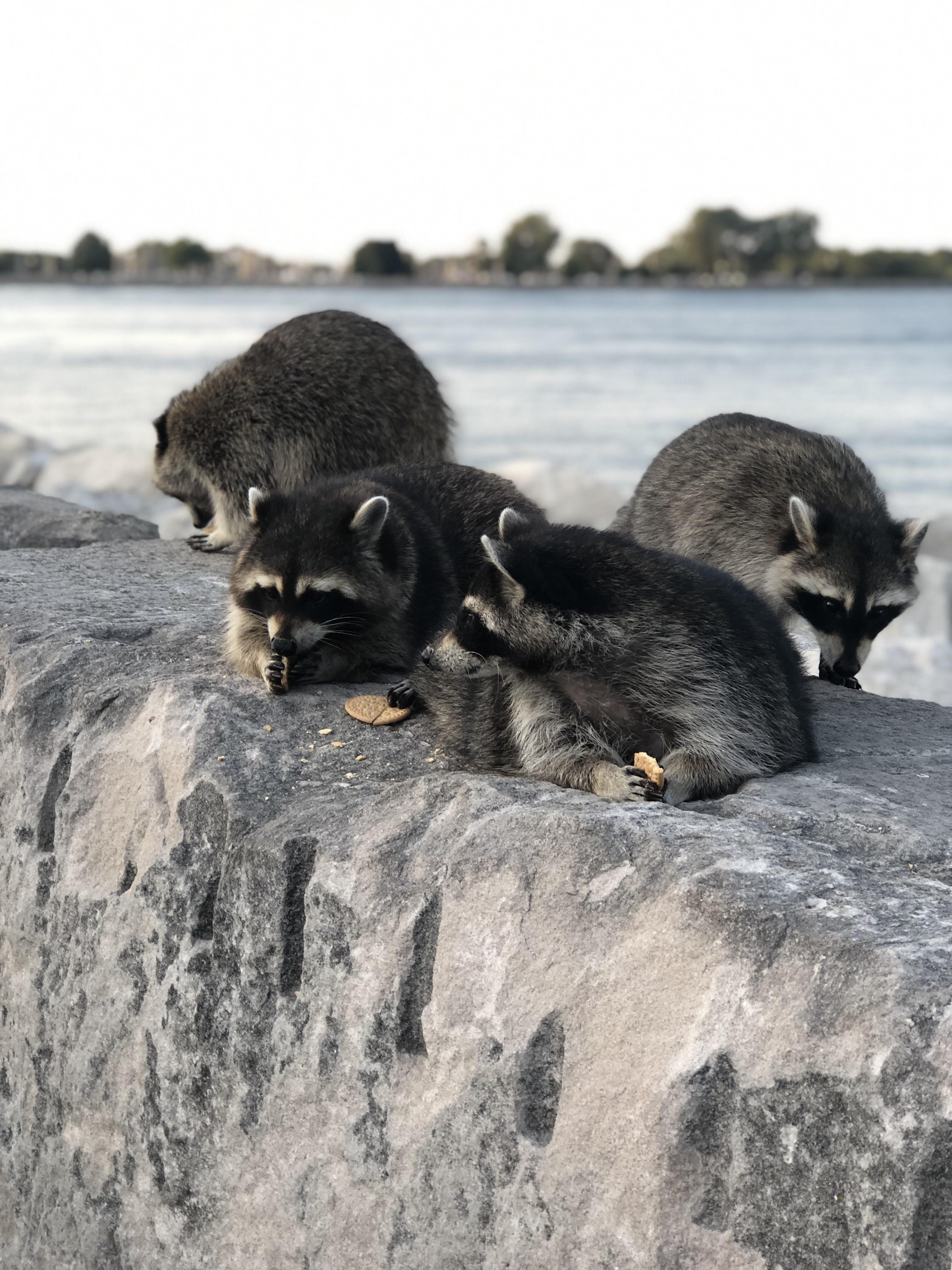 Family of raccoons eating near the lake r/chicago