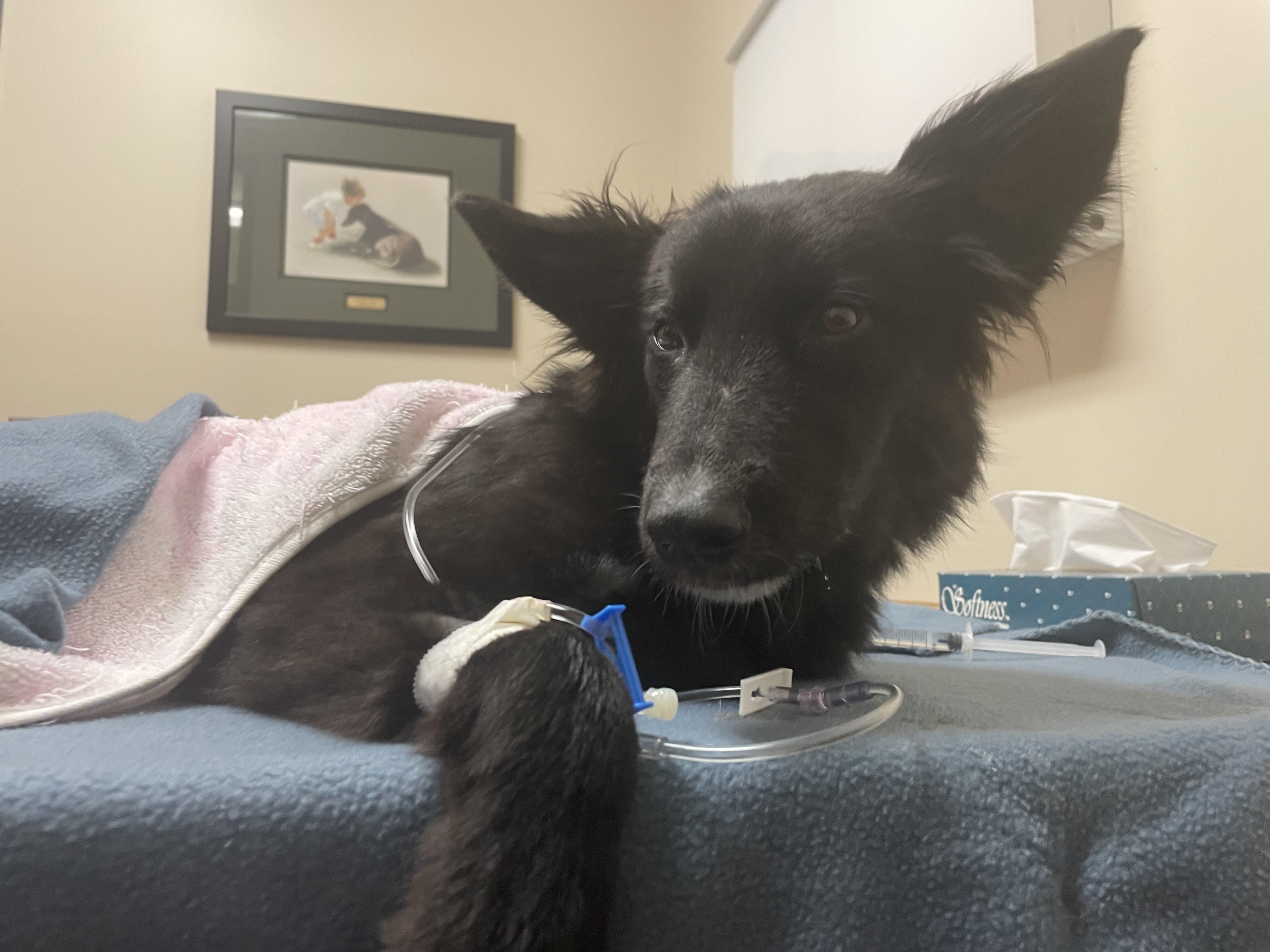 Update to my dog breathing heavy in his sleep r/DogAdvice